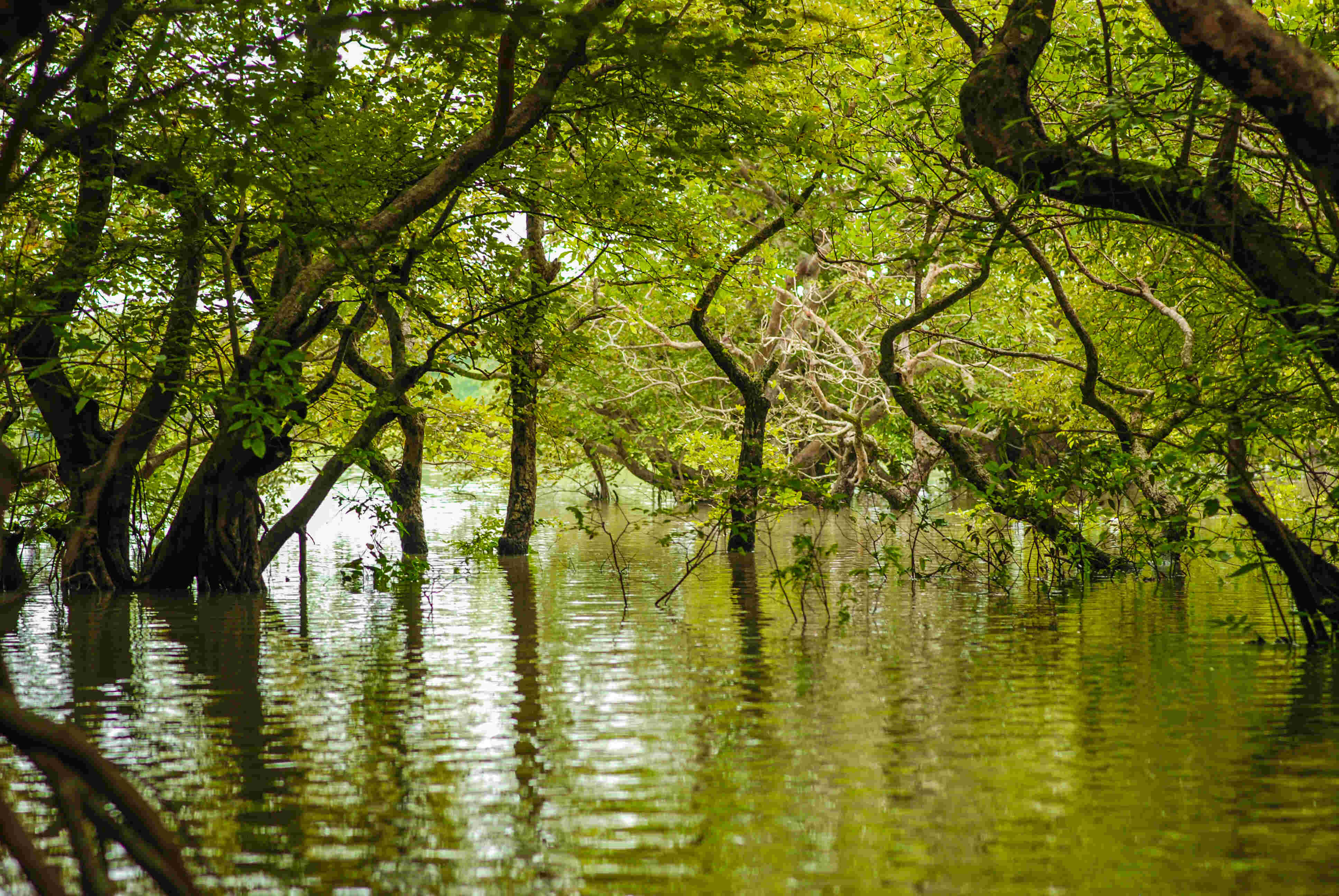 16-intriguing-facts-about-swamp-forests