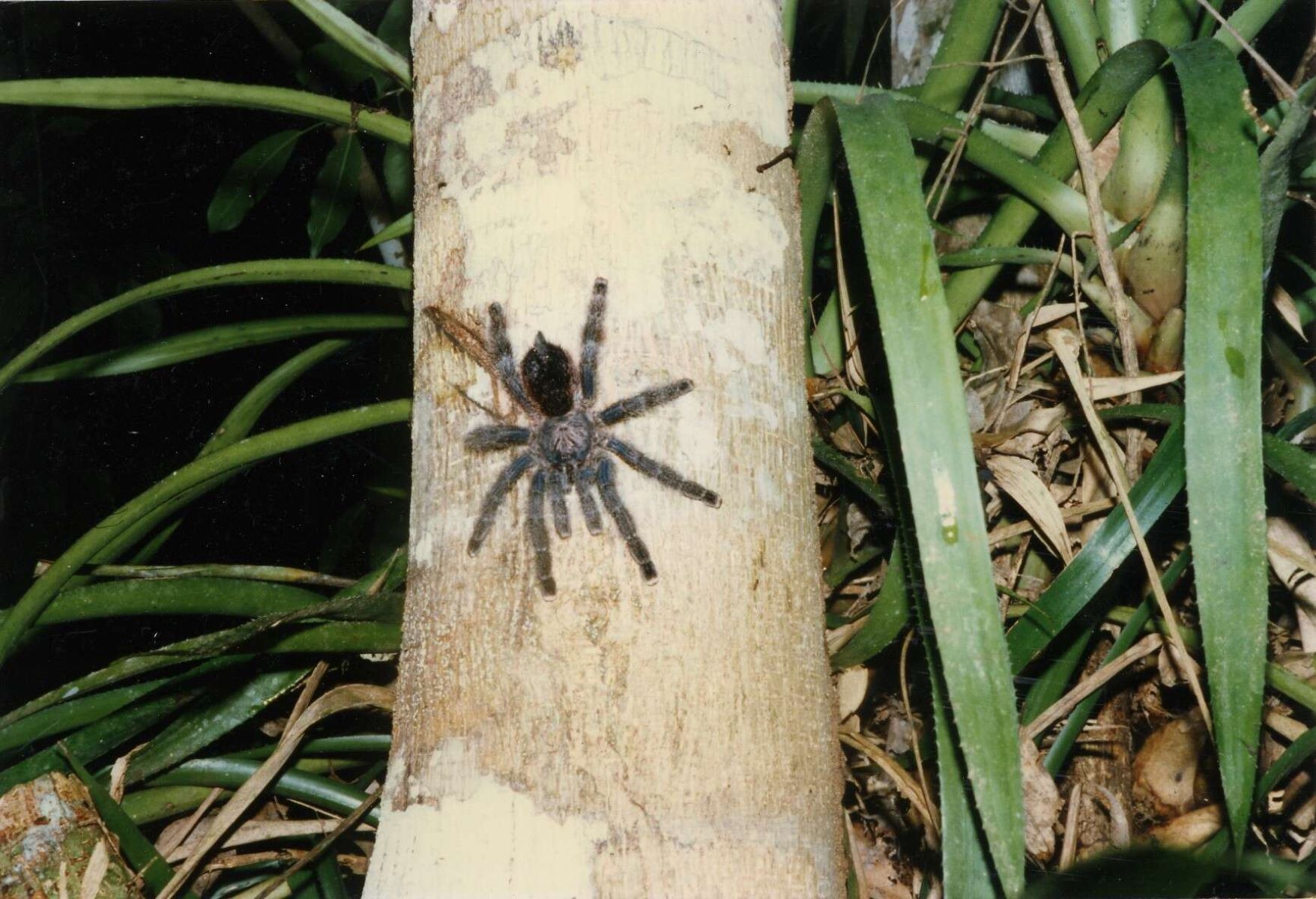 16-intriguing-facts-about-yellow-patched-pinktoe-tarantula