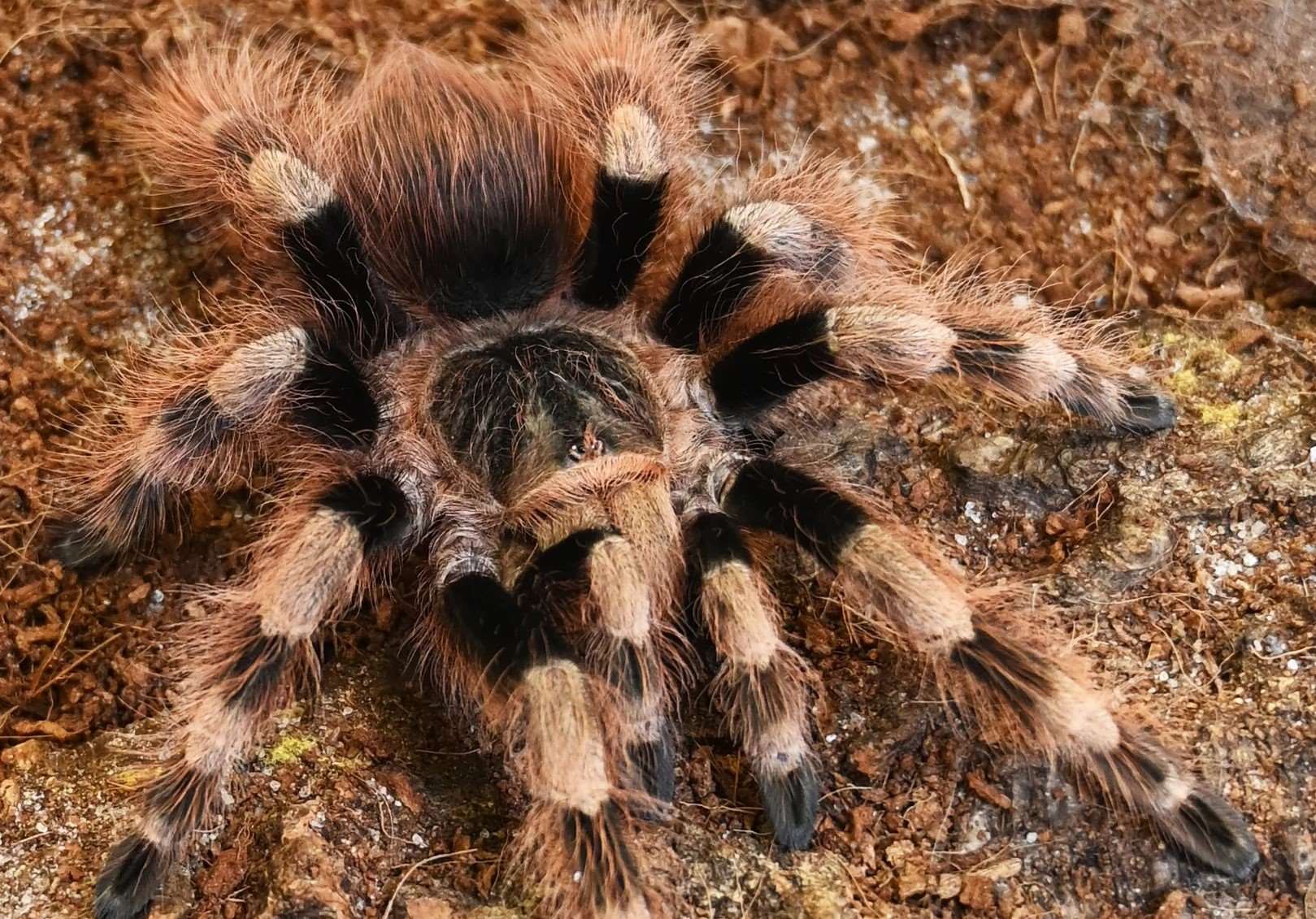 16-mind-blowing-facts-about-black-and-white-tarantula