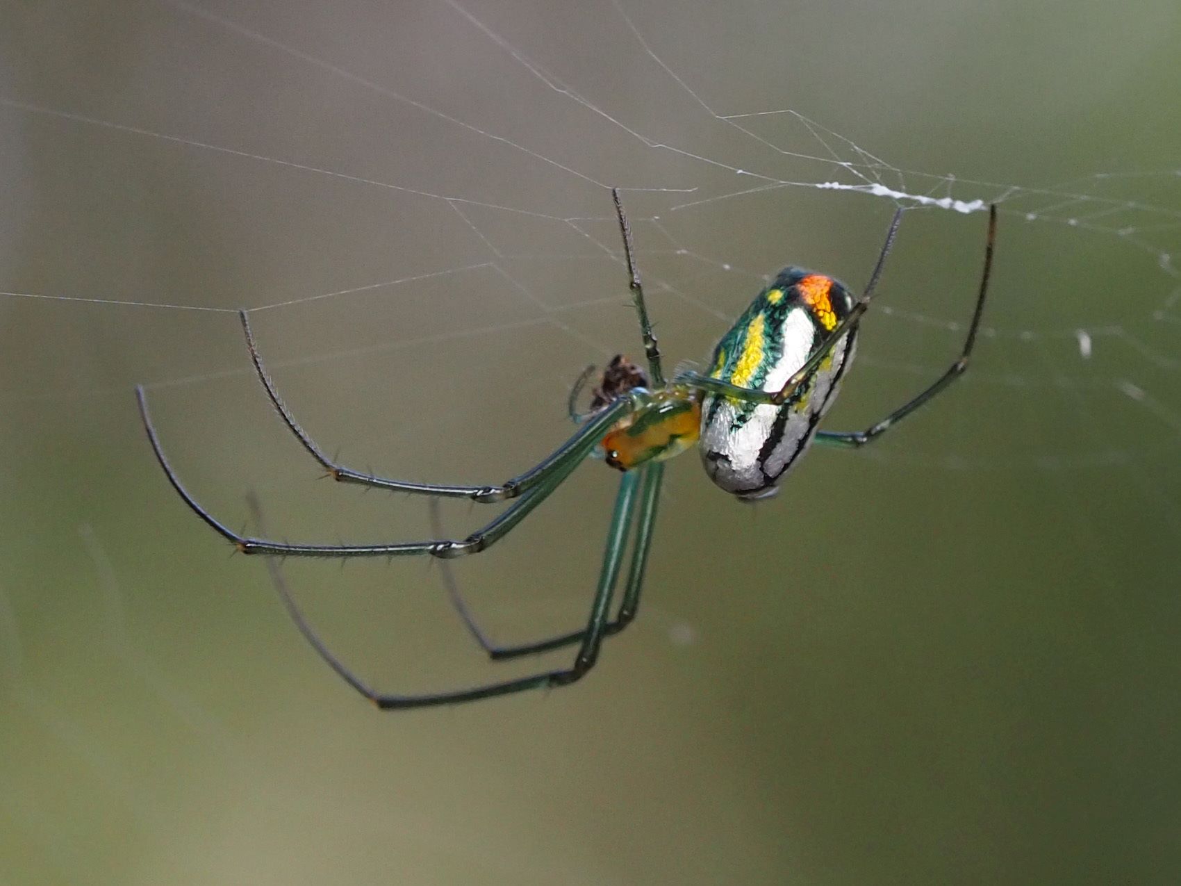 16-mind-blowing-facts-about-mabel-orchard-spider