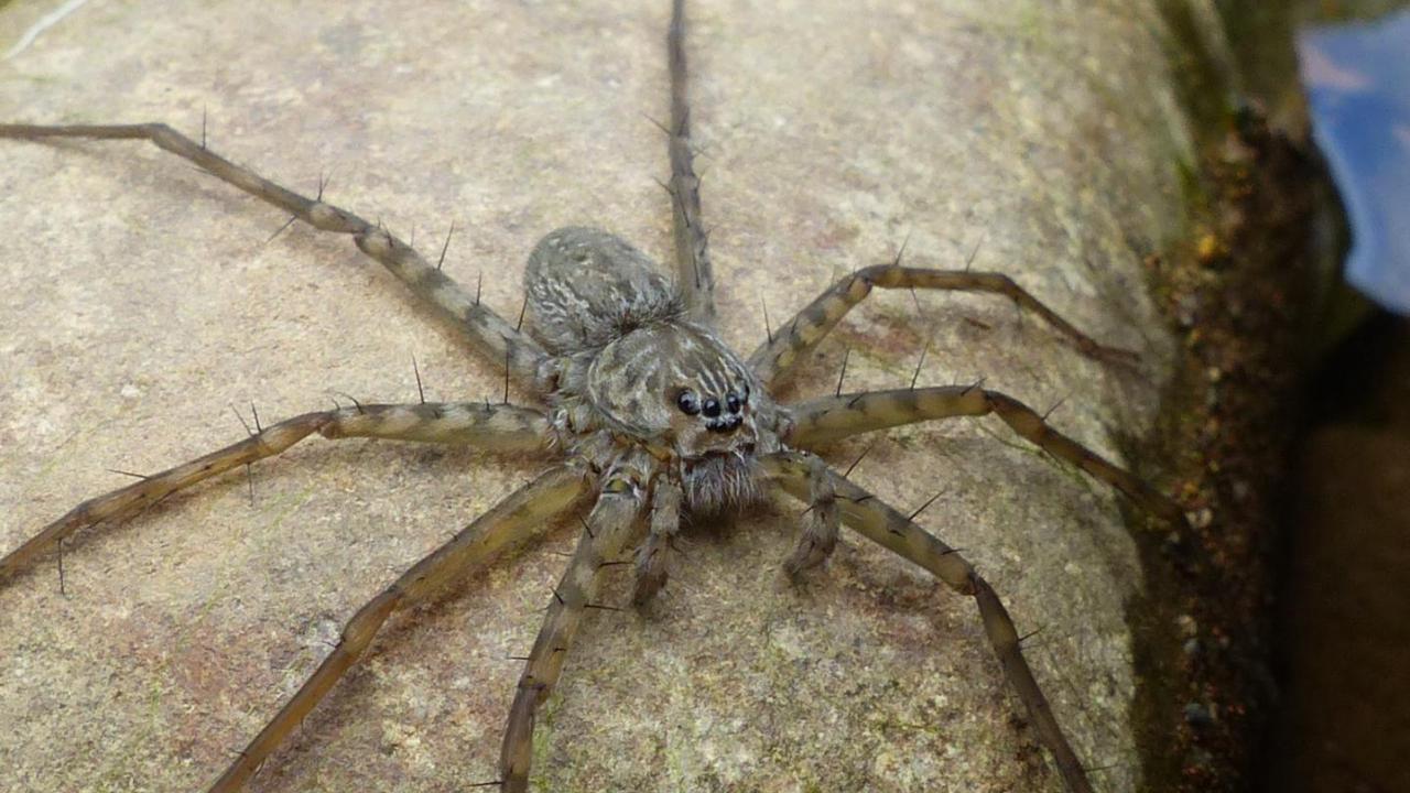 16-surprising-facts-about-long-legged-water-spider
