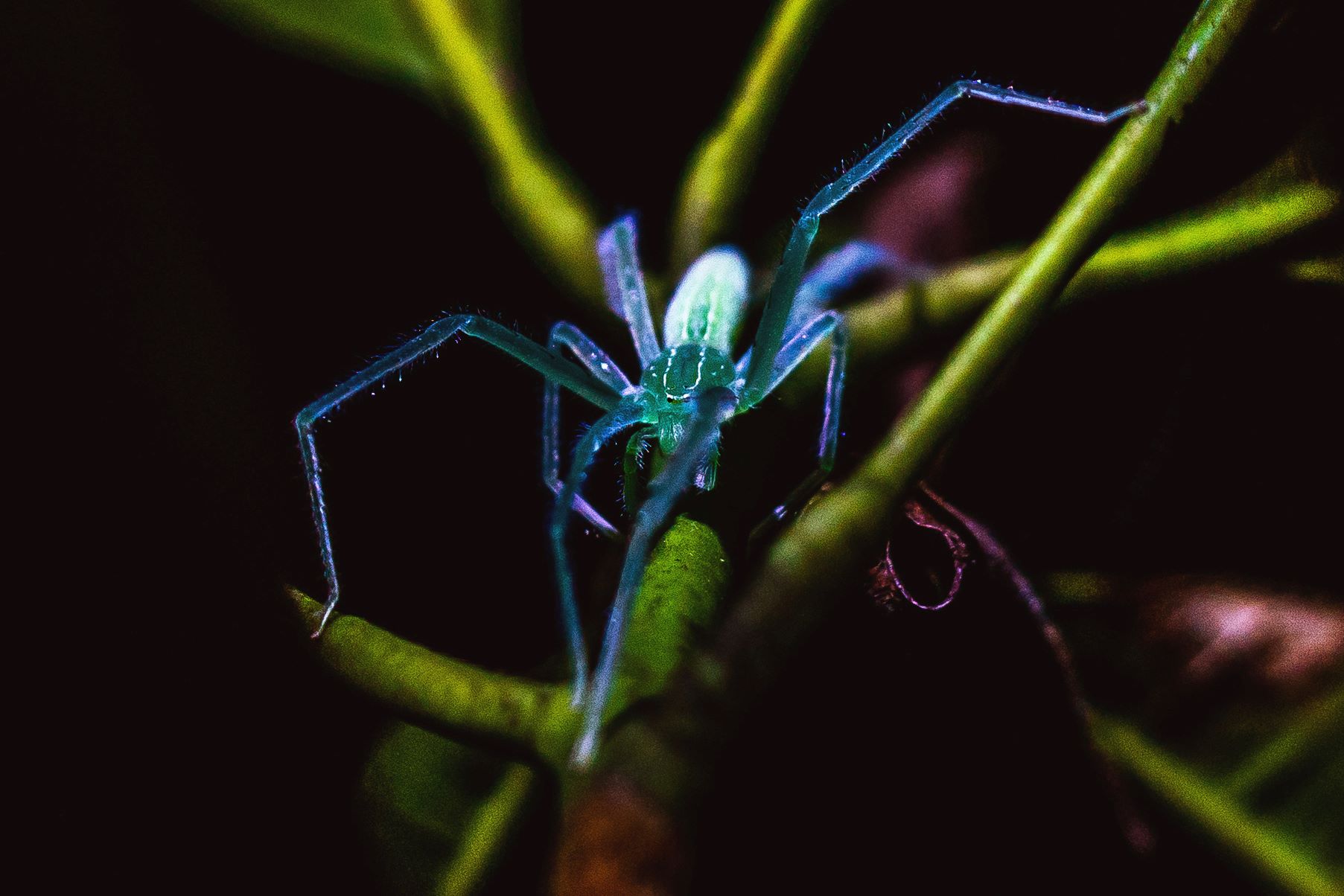 17-astonishing-facts-about-blue-huntsman-spider