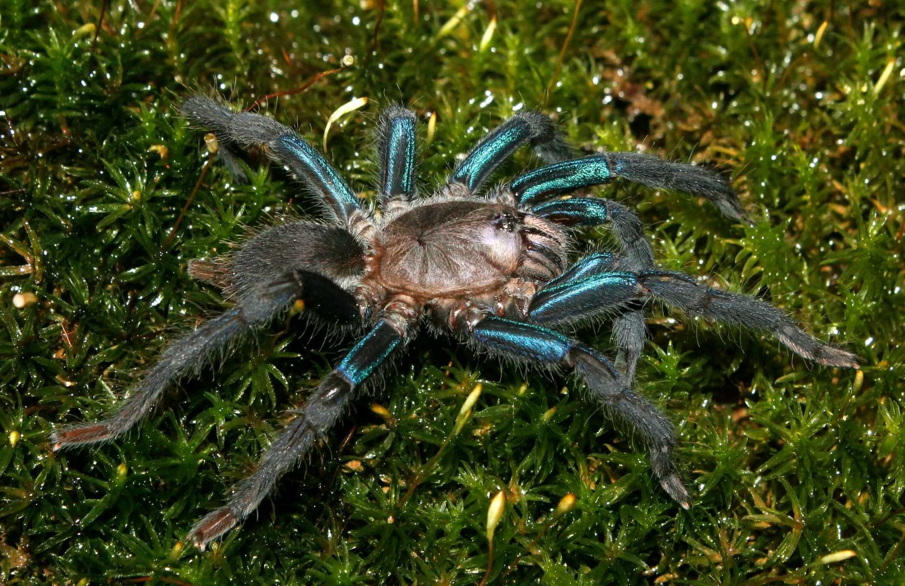 17-astonishing-facts-about-metallic-blue-tarantula