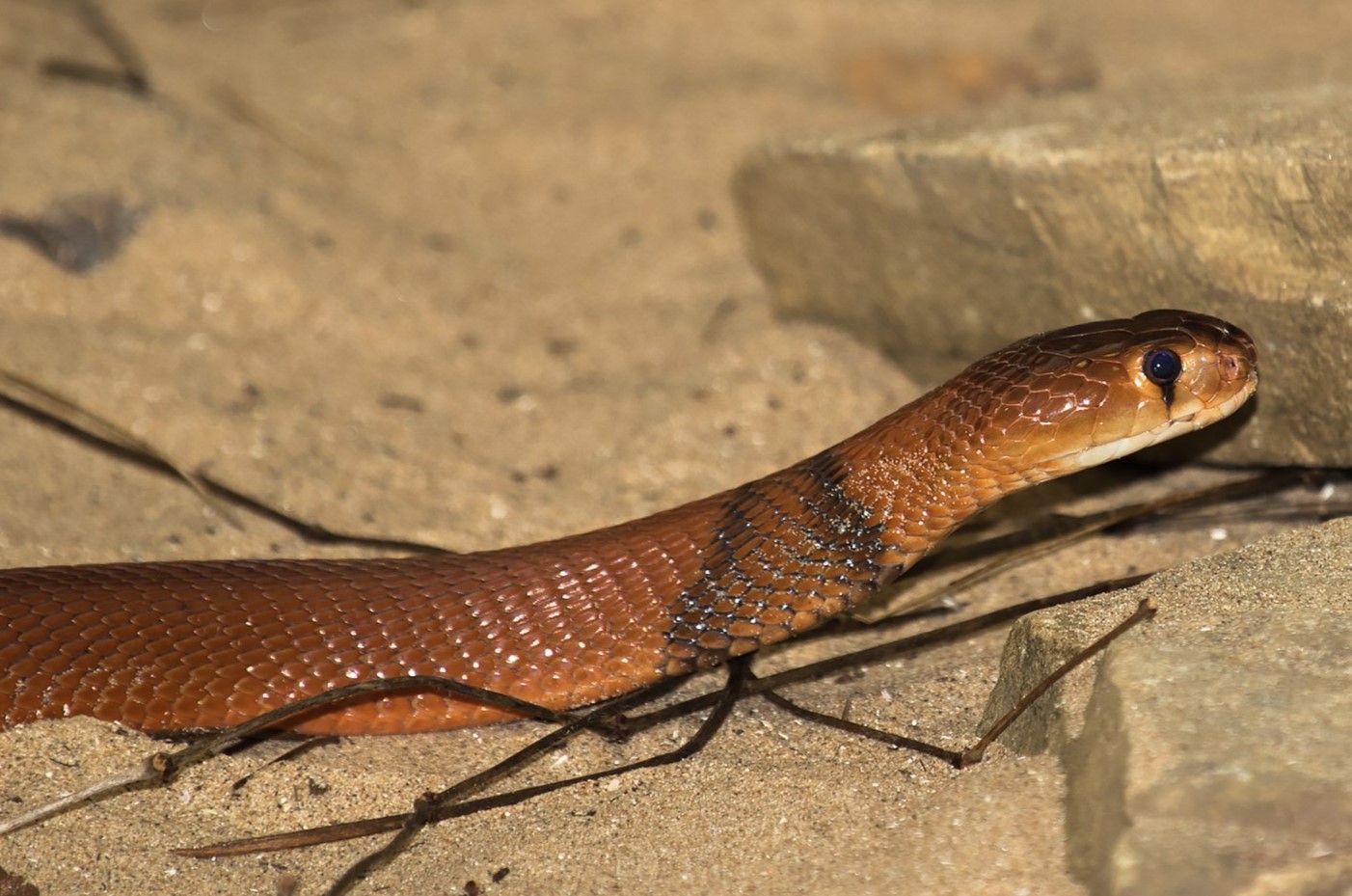 17-astonishing-facts-about-red-spitting-cobra