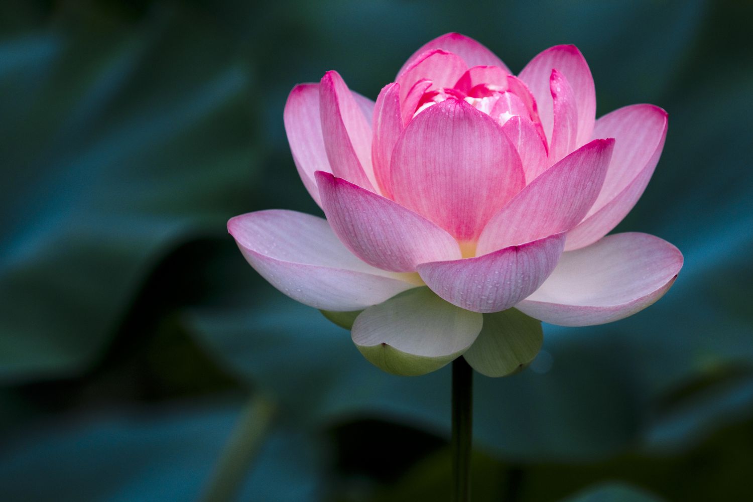 17-astonishing-facts-about-sacred-lotus