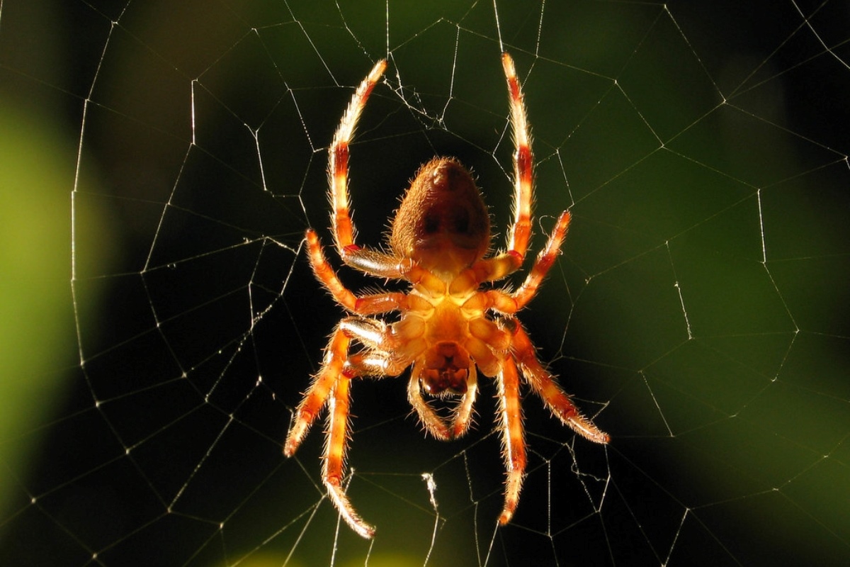 17-astounding-facts-about-glowing-spider