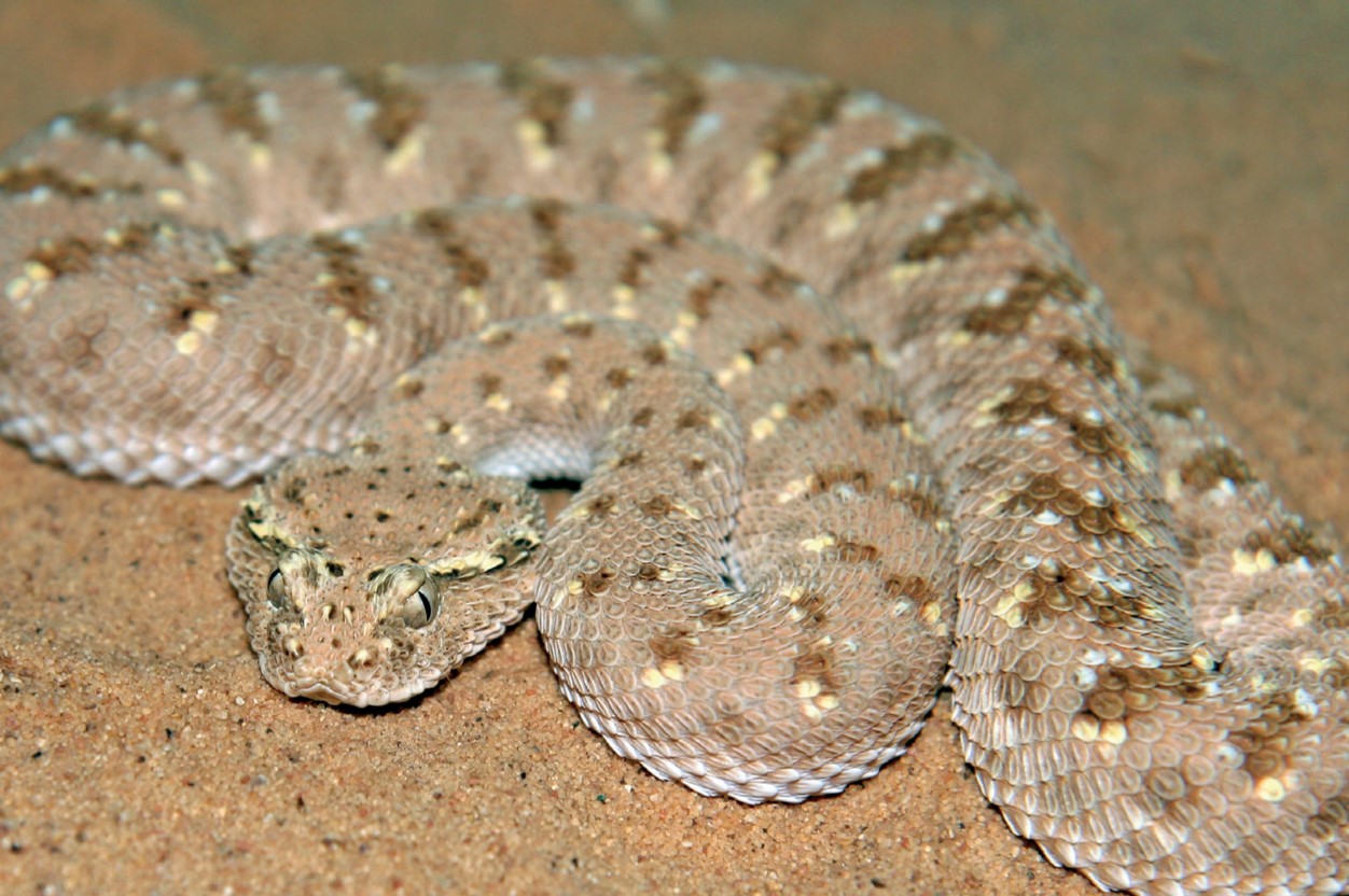 17-captivating-facts-about-arabian-horned-viper