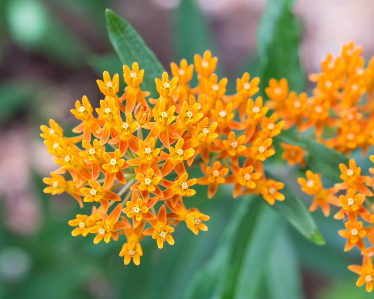 17-captivating-facts-about-butterfly-weed