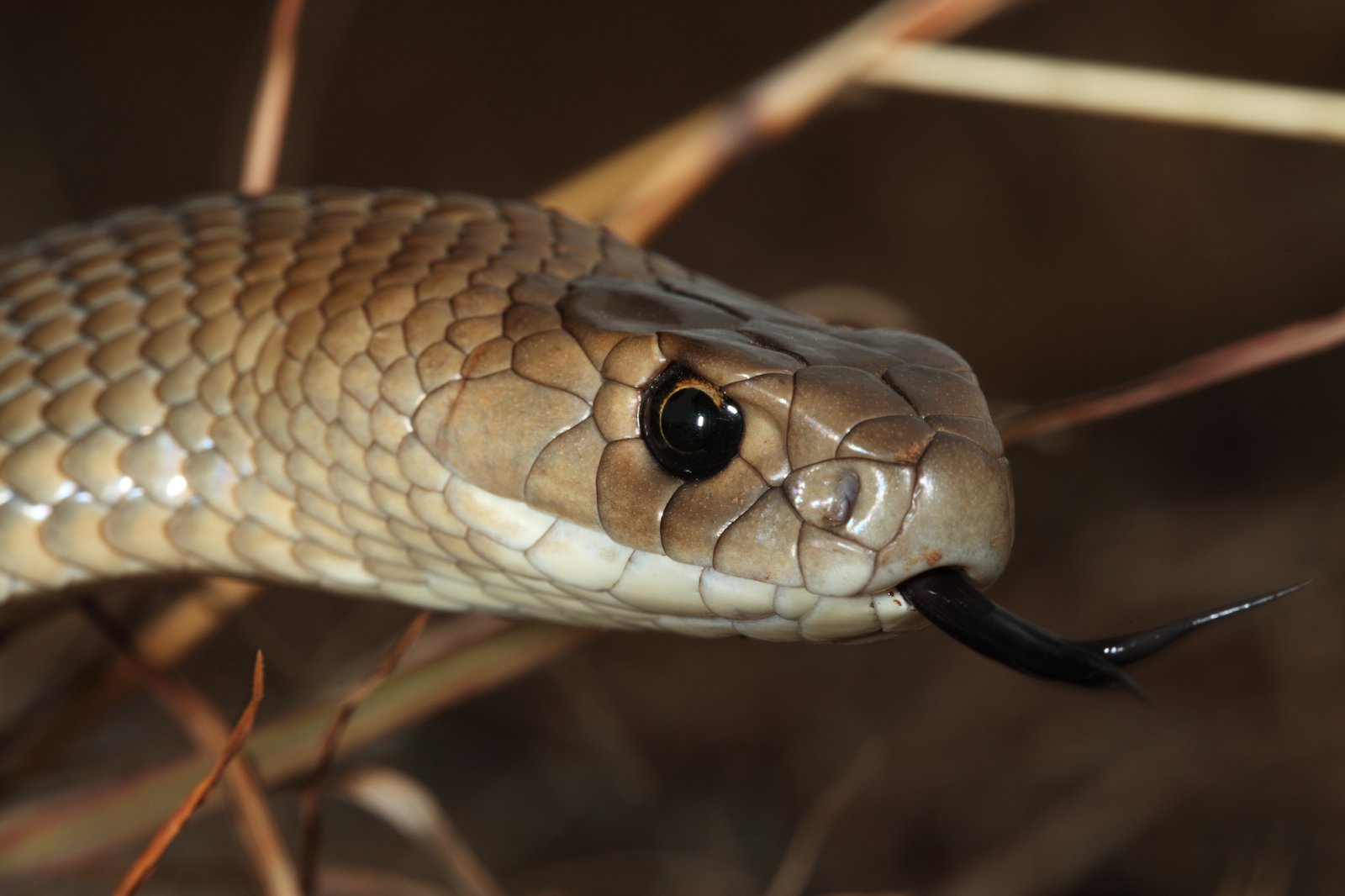 17-captivating-facts-about-eastern-brown-snake