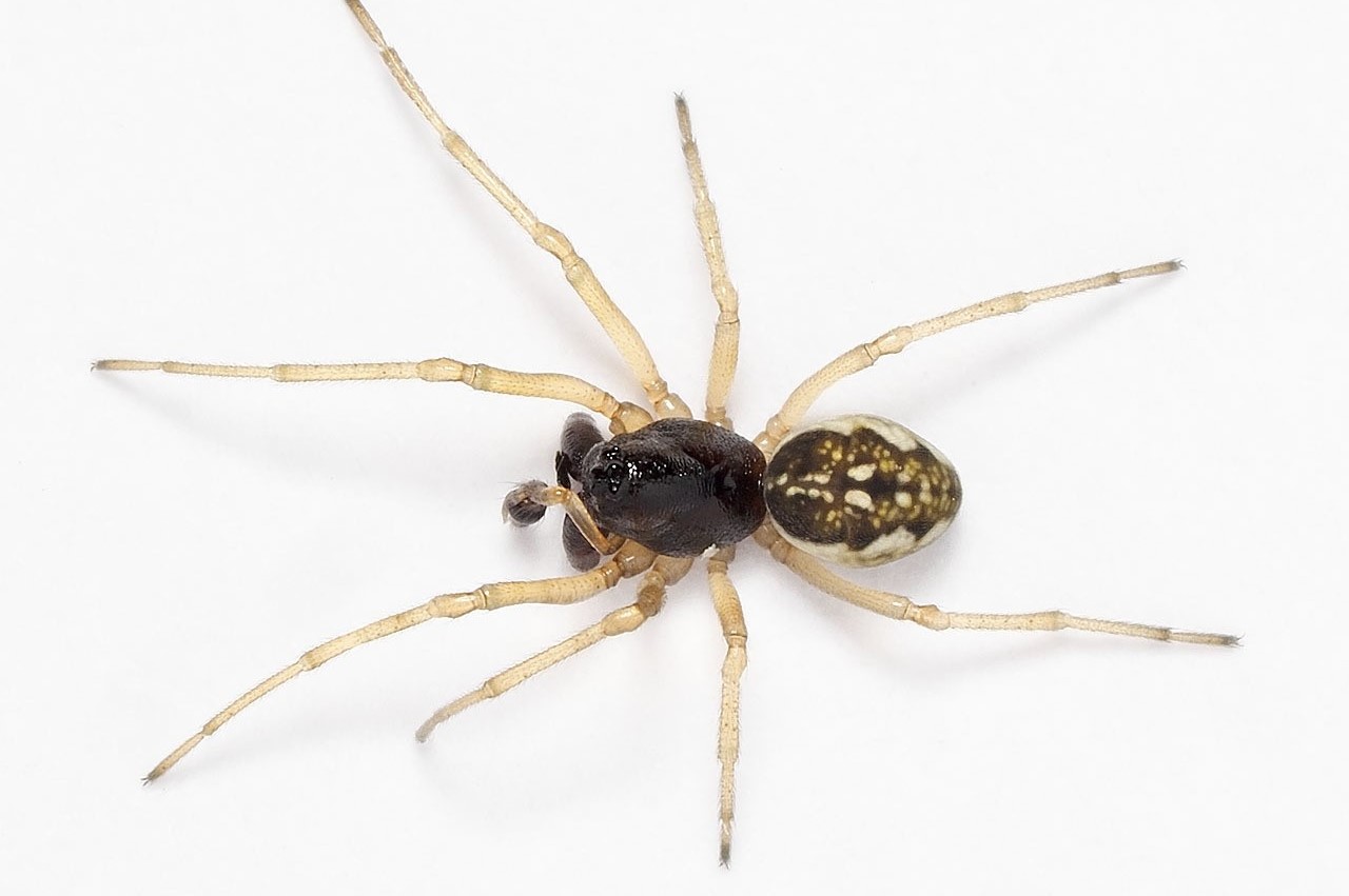 17-captivating-facts-about-thick-jawed-orbweaver