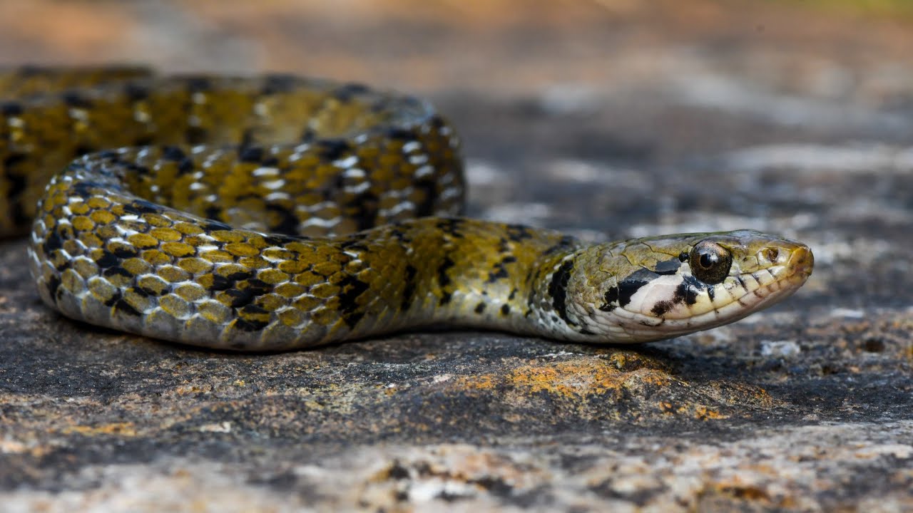 17-enigmatic-facts-about-beddomes-keelback