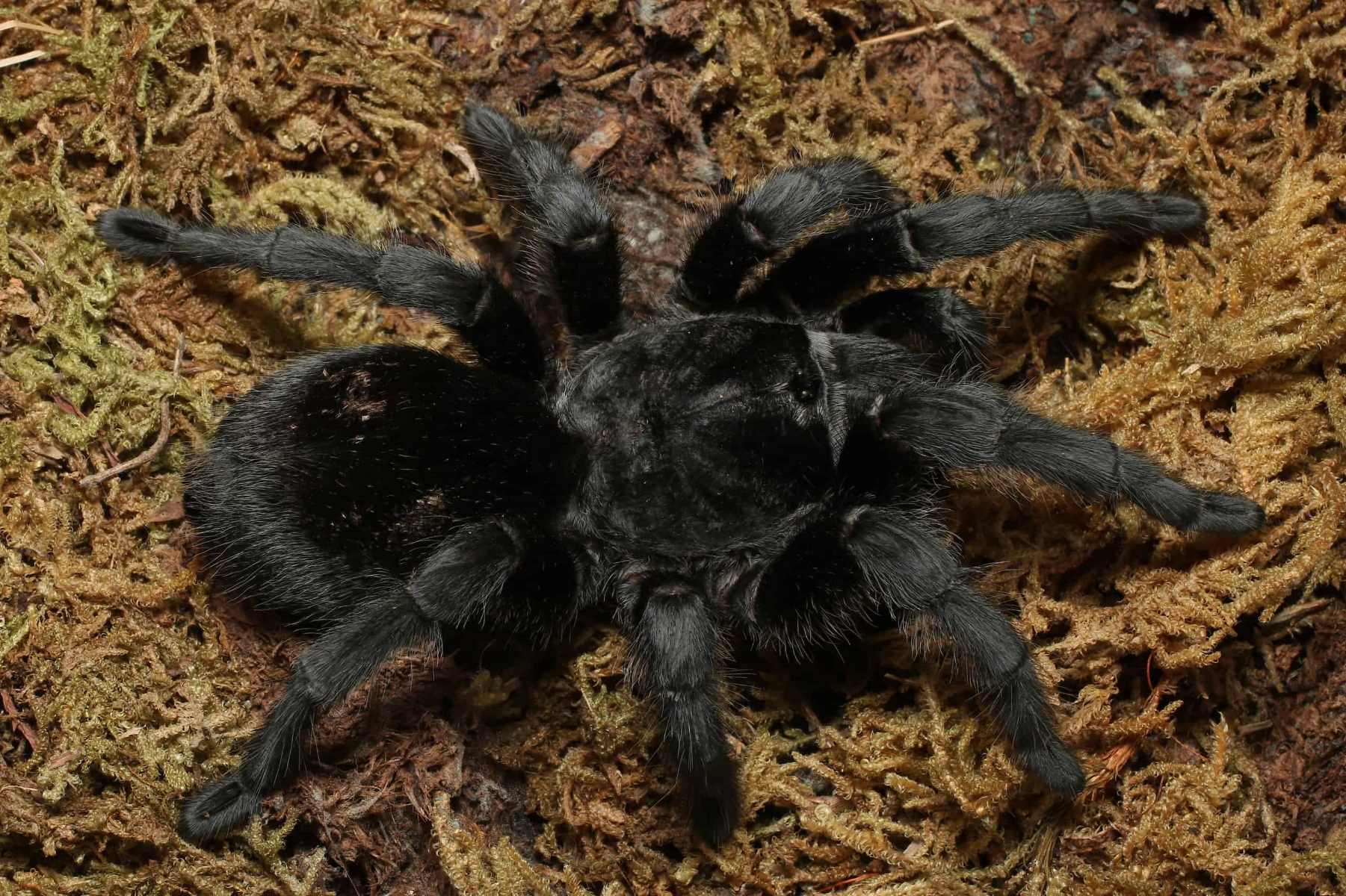 17-enigmatic-facts-about-black-tarantula