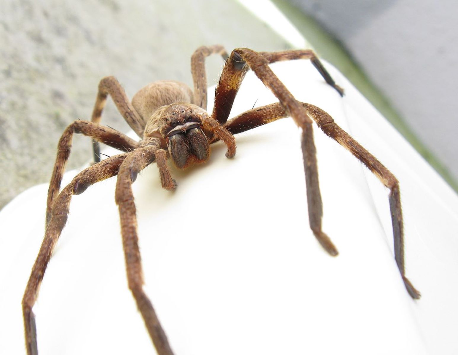 17-enigmatic-facts-about-huntsman-spider