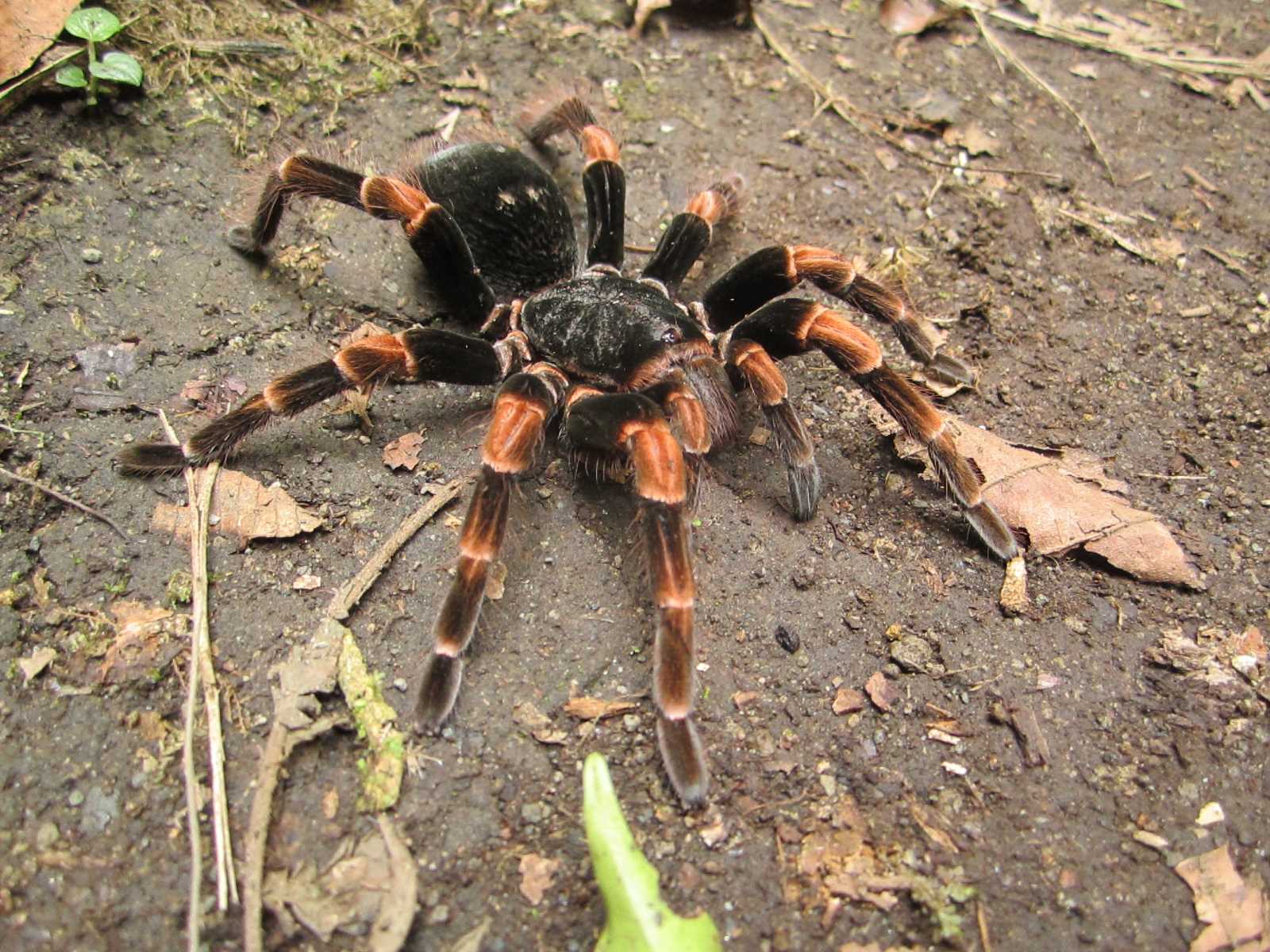 17-enigmatic-facts-about-orange-kneed-tarantula