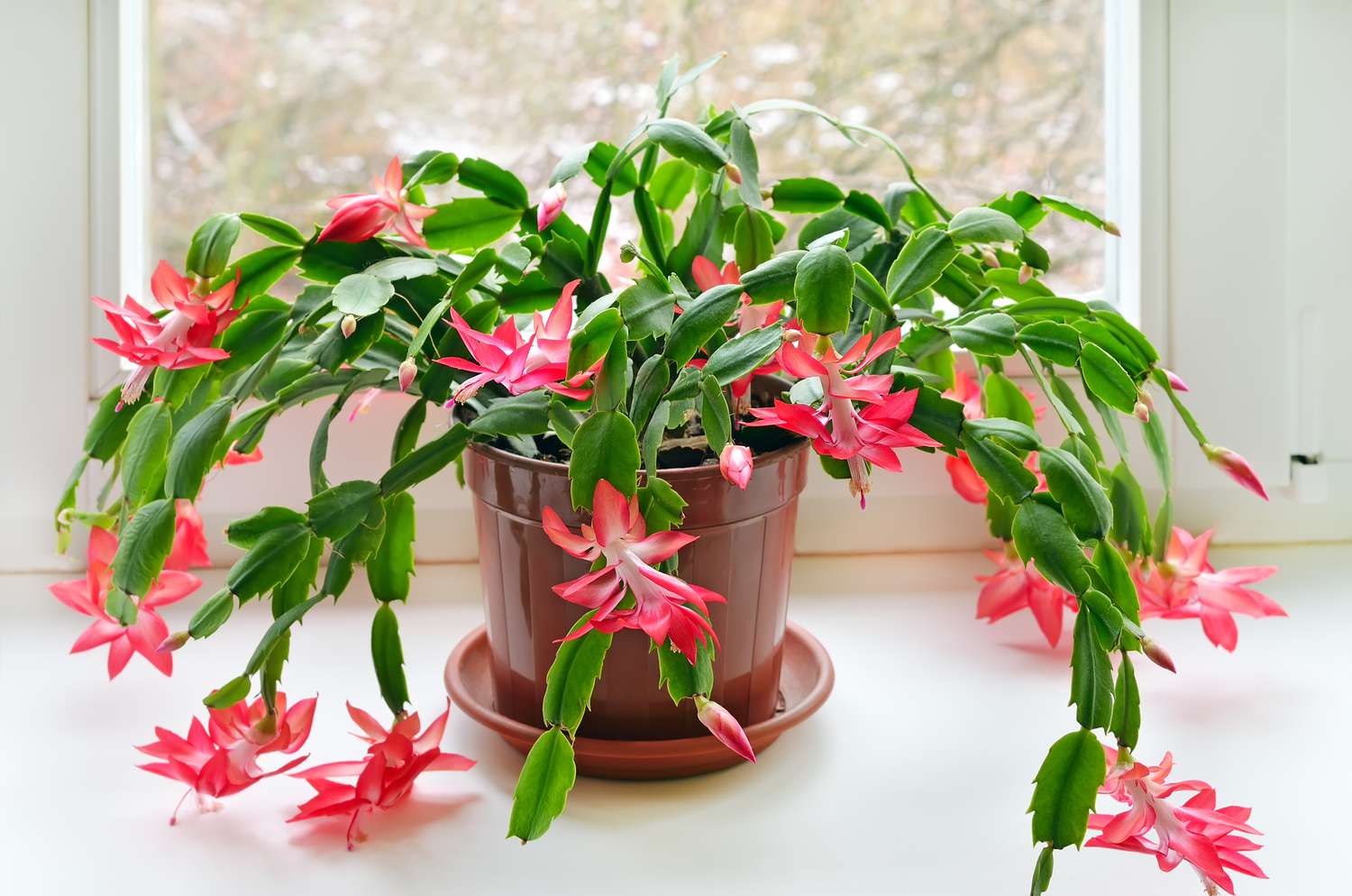 17-extraordinary-facts-about-christmas-cactus