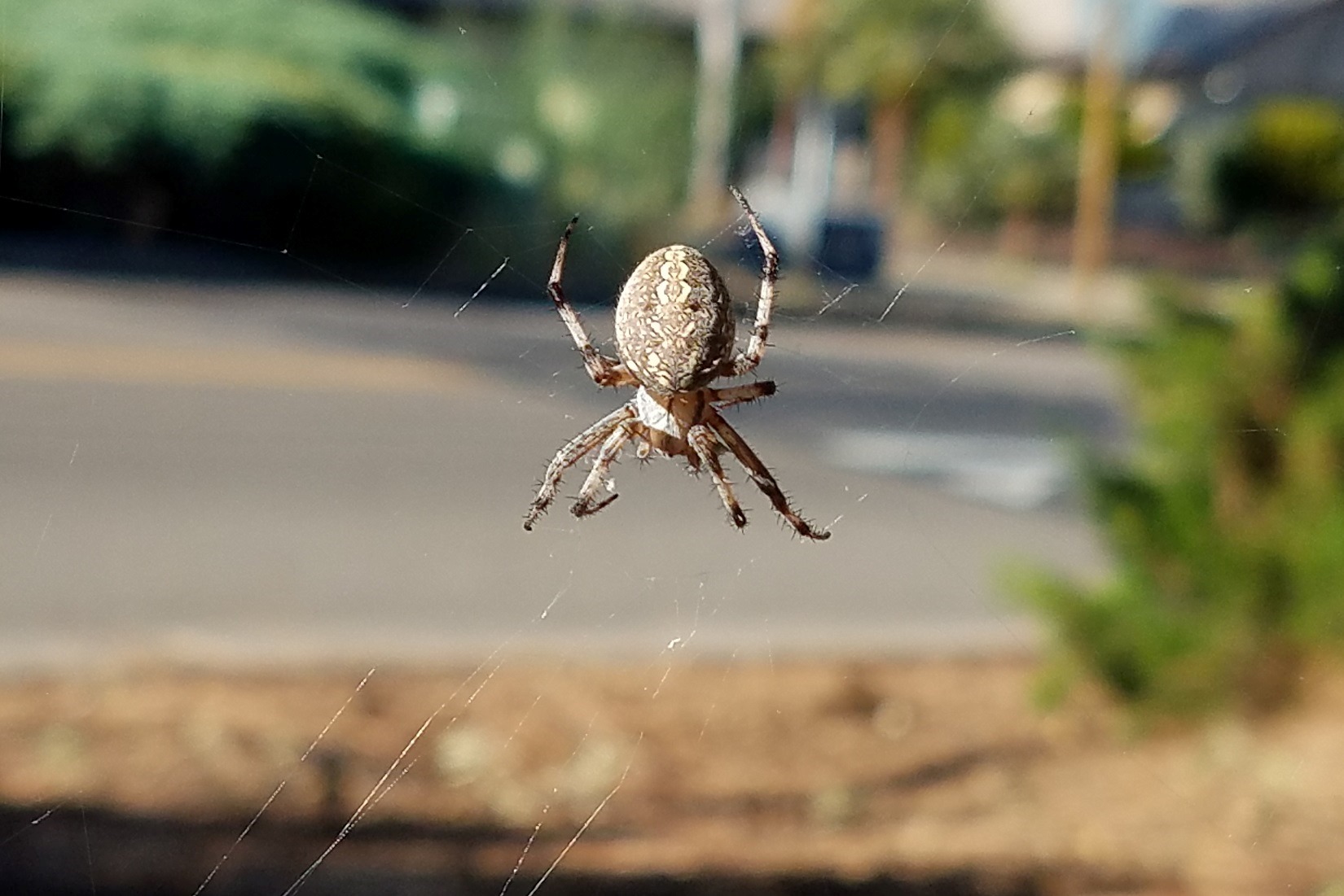 17-extraordinary-facts-about-orb-weaver-spider