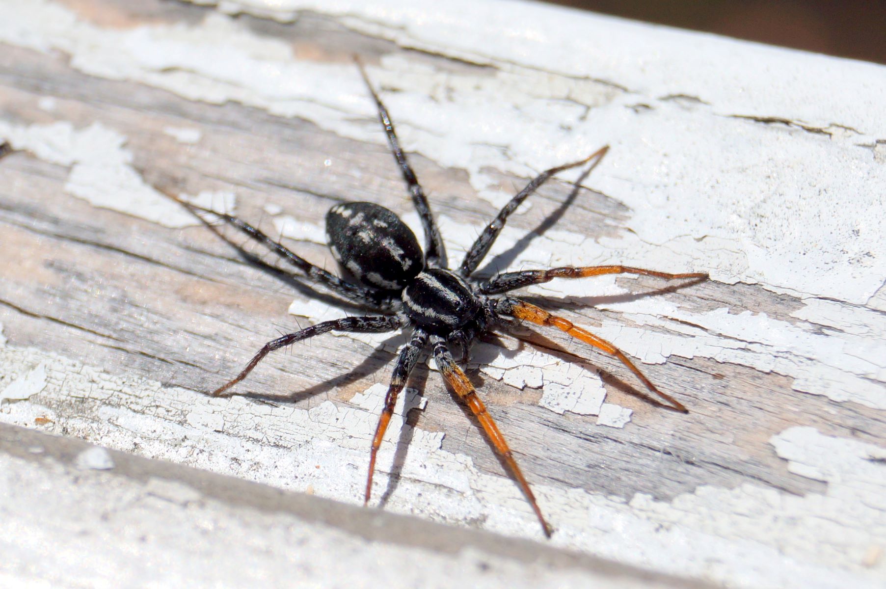 17-extraordinary-facts-about-painted-swift-spider