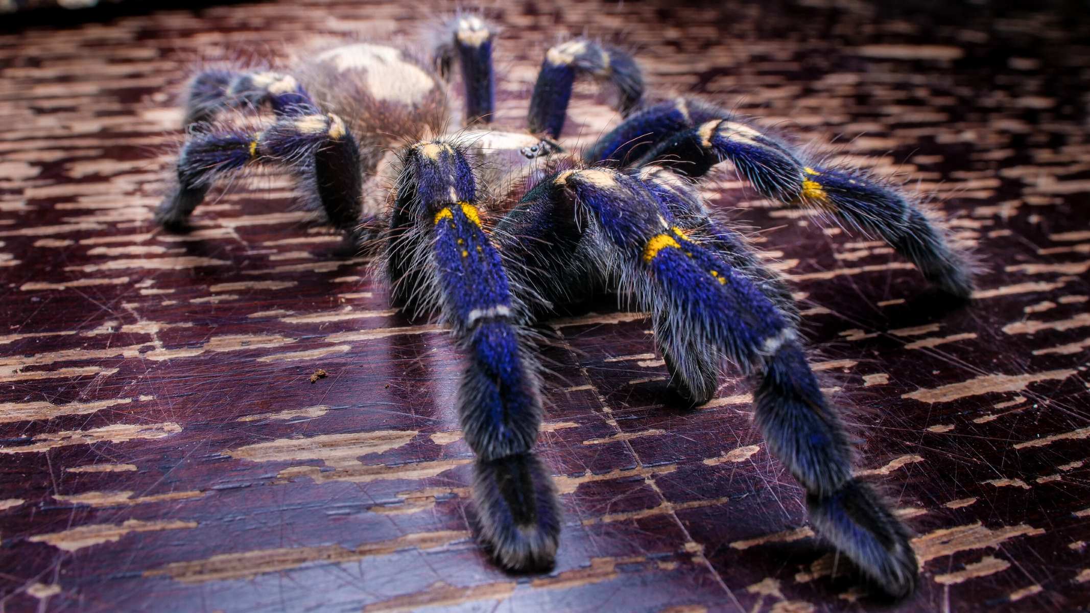 17-extraordinary-facts-about-sapphire-tarantula