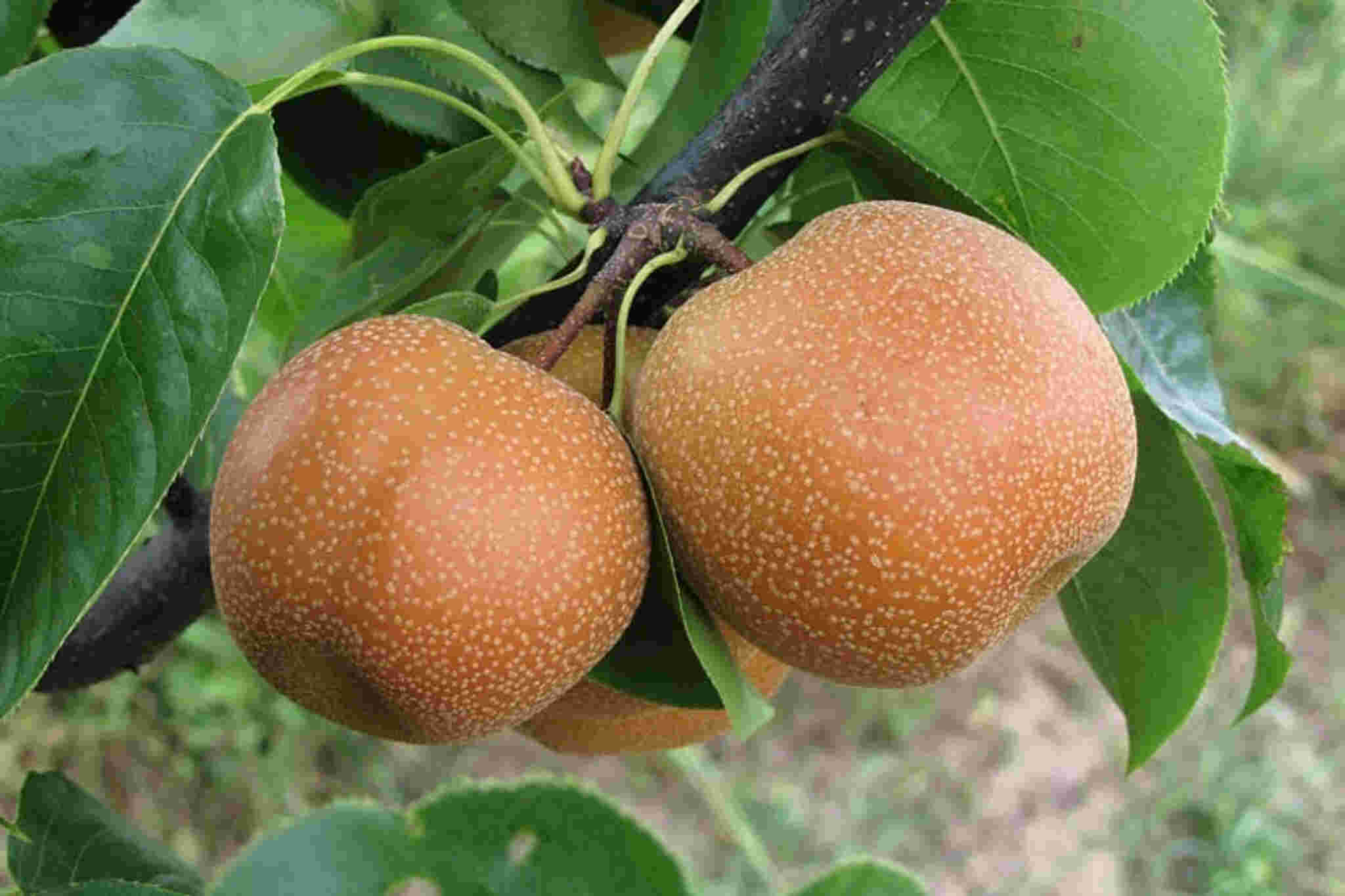 17-facts-about-nashi-pear