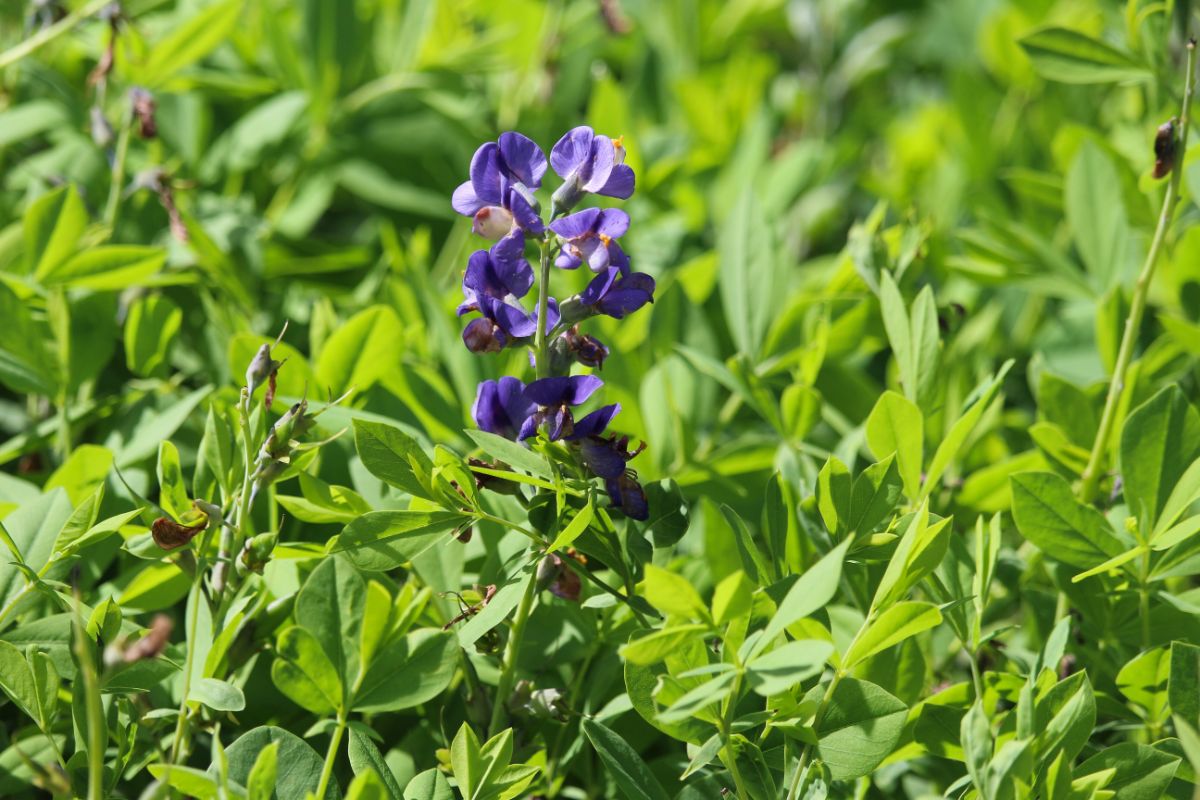 17-fascinating-facts-about-baptisia