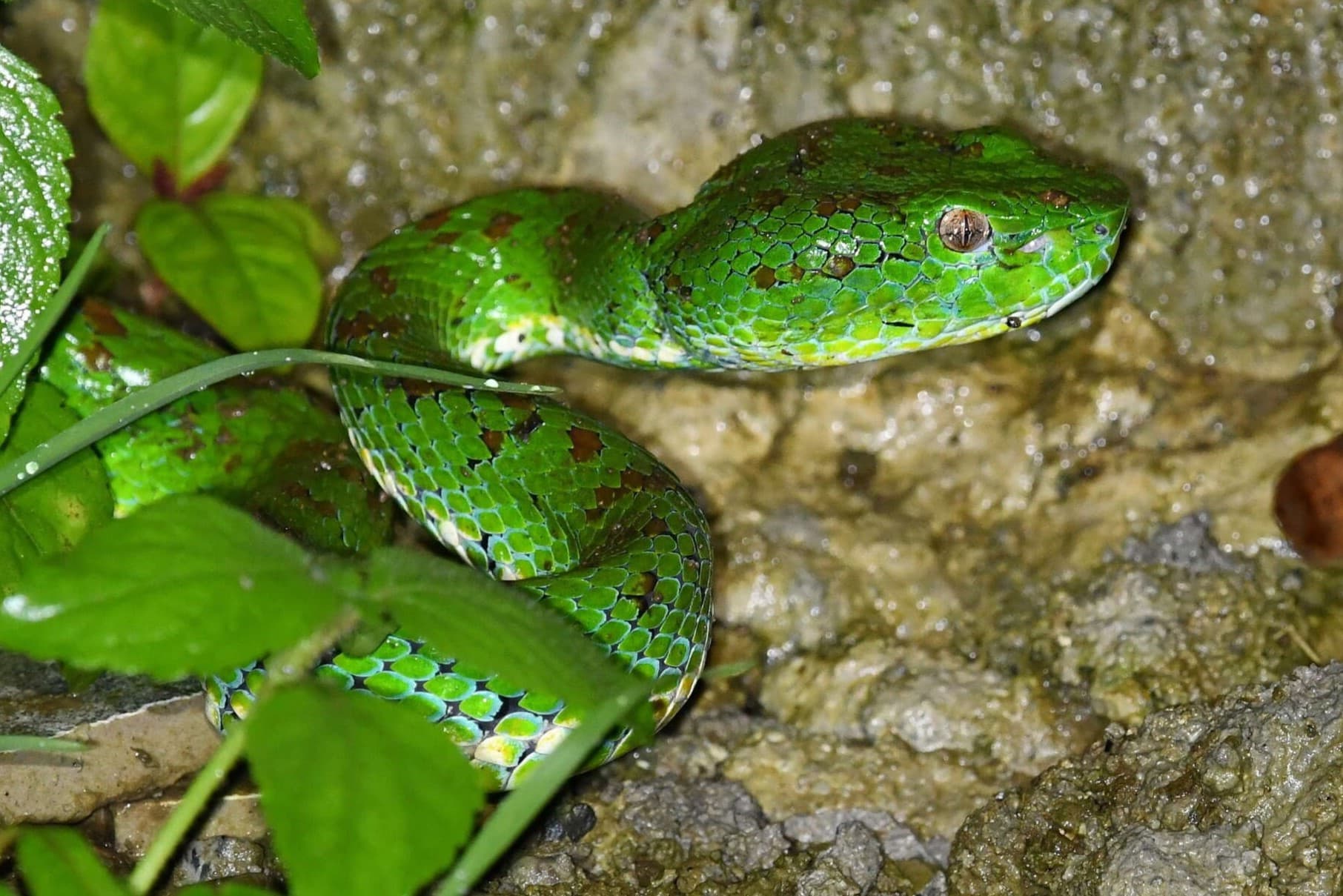 17-fascinating-facts-about-philippine-pit-viper