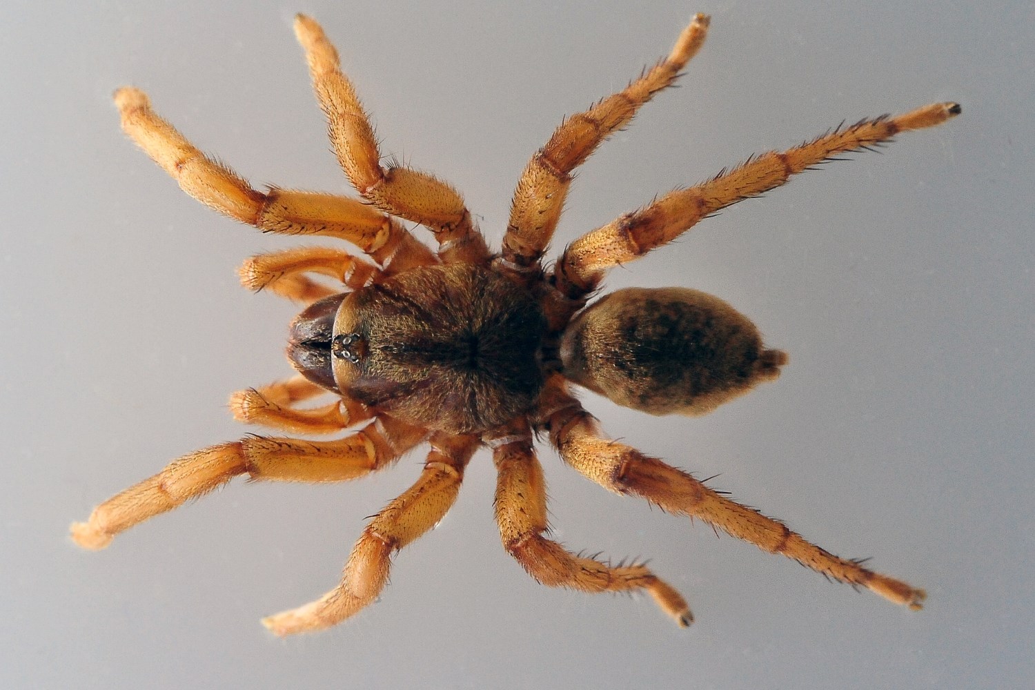 17-intriguing-facts-about-brush-footed-trapdoor-spider