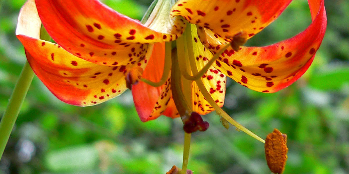 17-intriguing-facts-about-leopard-lily