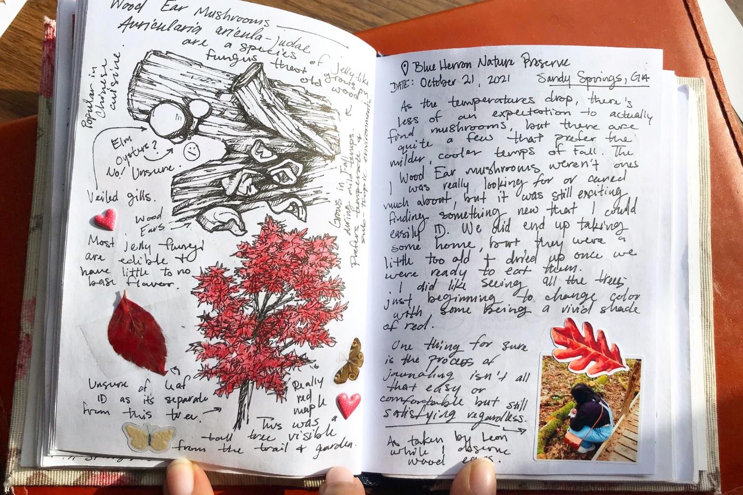 17-intriguing-facts-about-nature-journaling