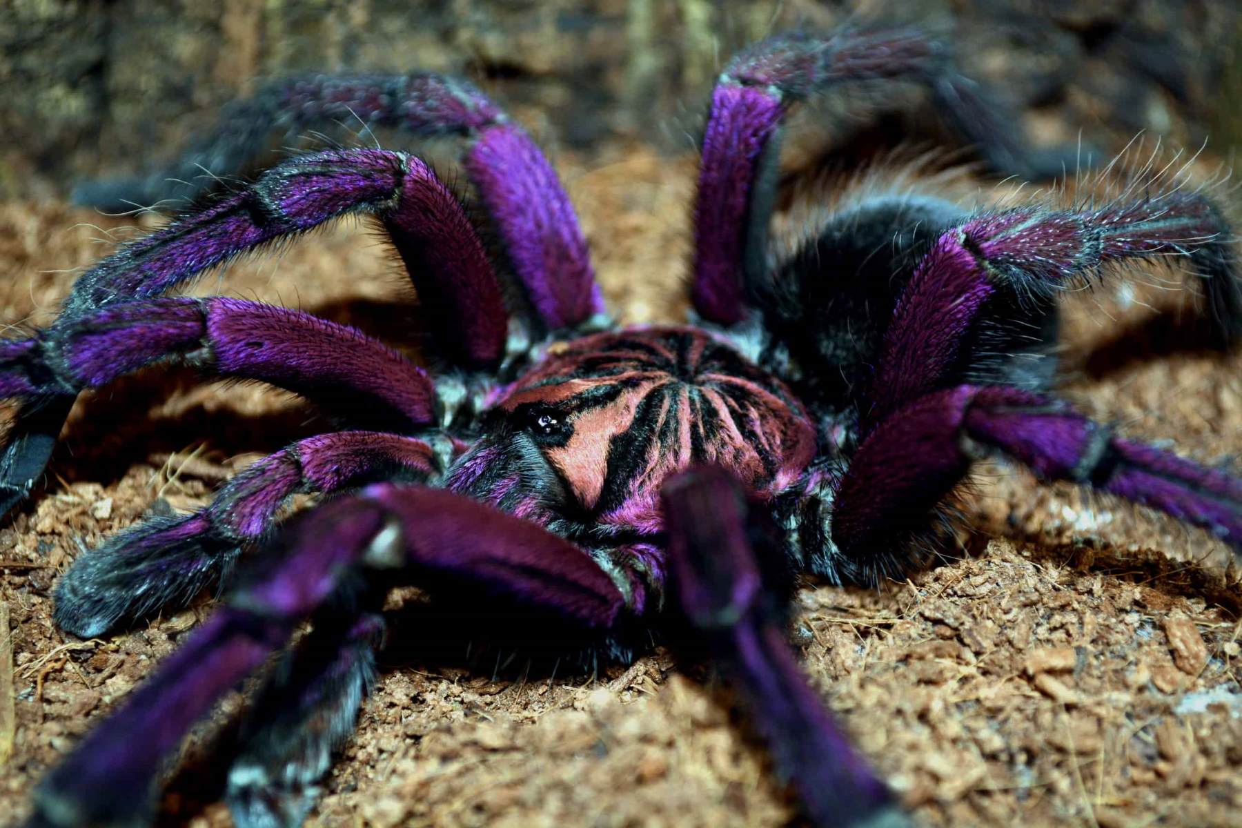 17 Intriguing Facts About Purple Bloom Tarantula - Facts.net