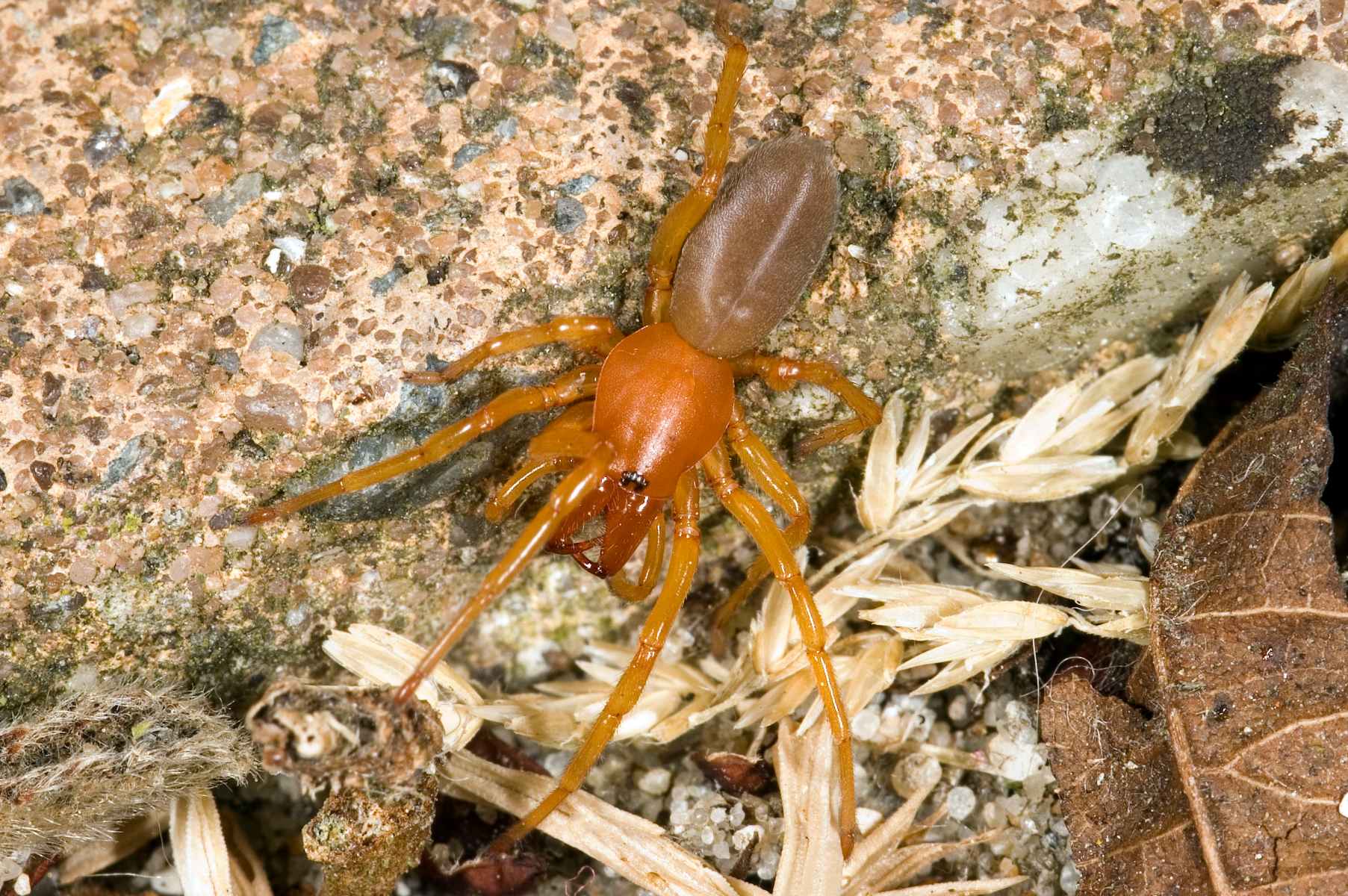 17-intriguing-facts-about-woodlouse-hunter-spider