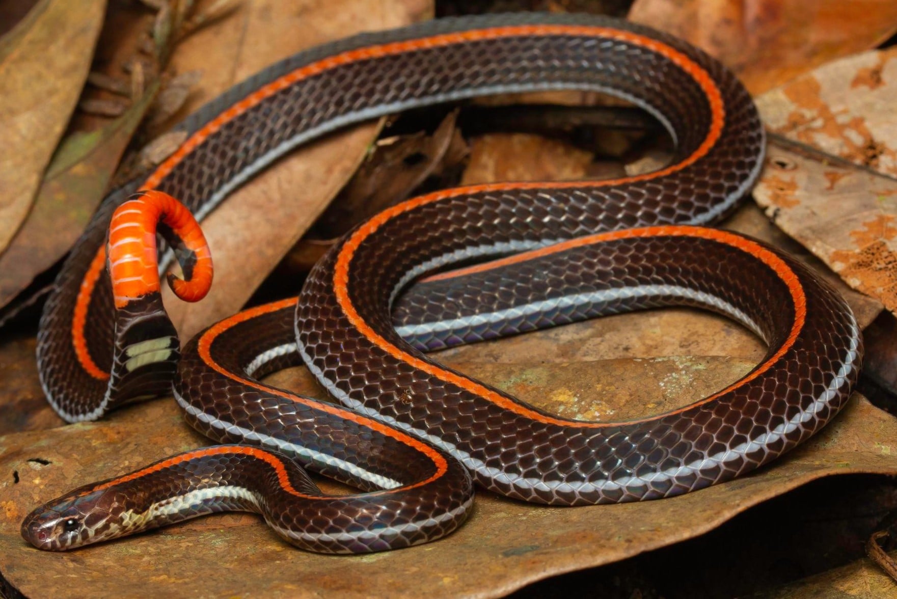 17-mind-blowing-facts-about-malayan-banded-coral-snake