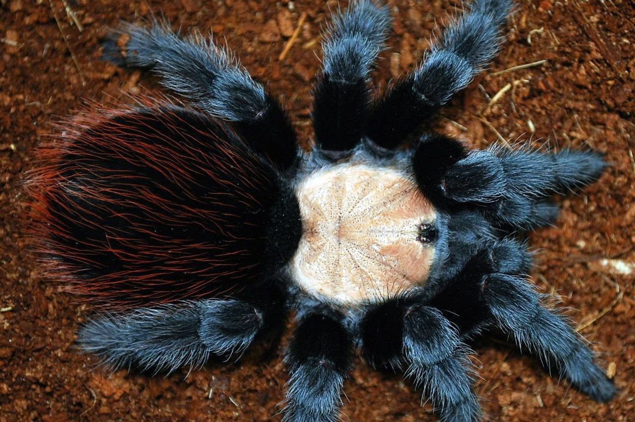 17 Mind Blowing Facts About Mexican Golden Red Rump Tarantula