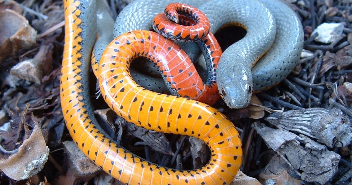 17-mind-blowing-facts-about-regal-ringneck-snake