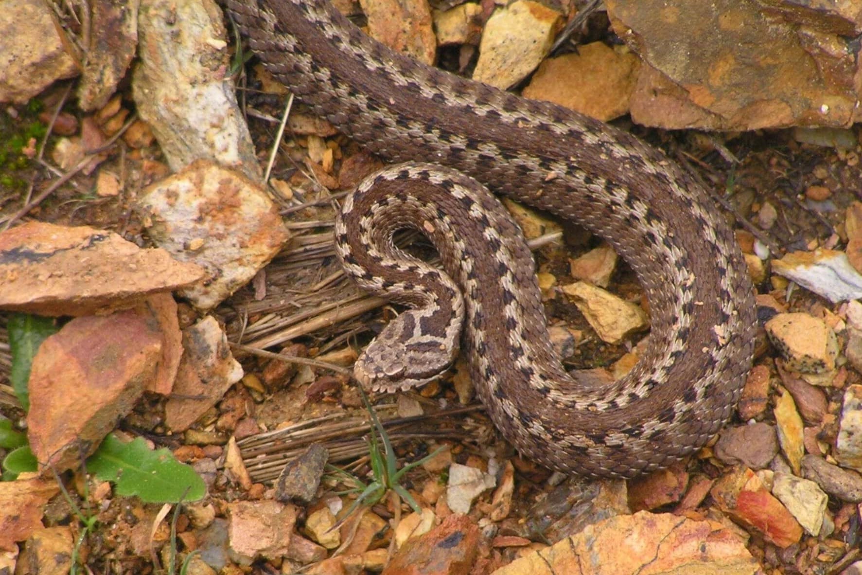 17-mind-blowing-facts-about-seoanes-viper