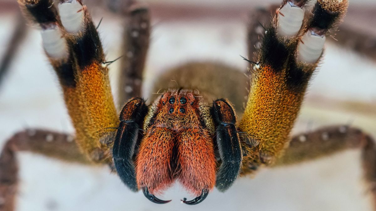 17-surprising-facts-about-brazilian-wandering-spider