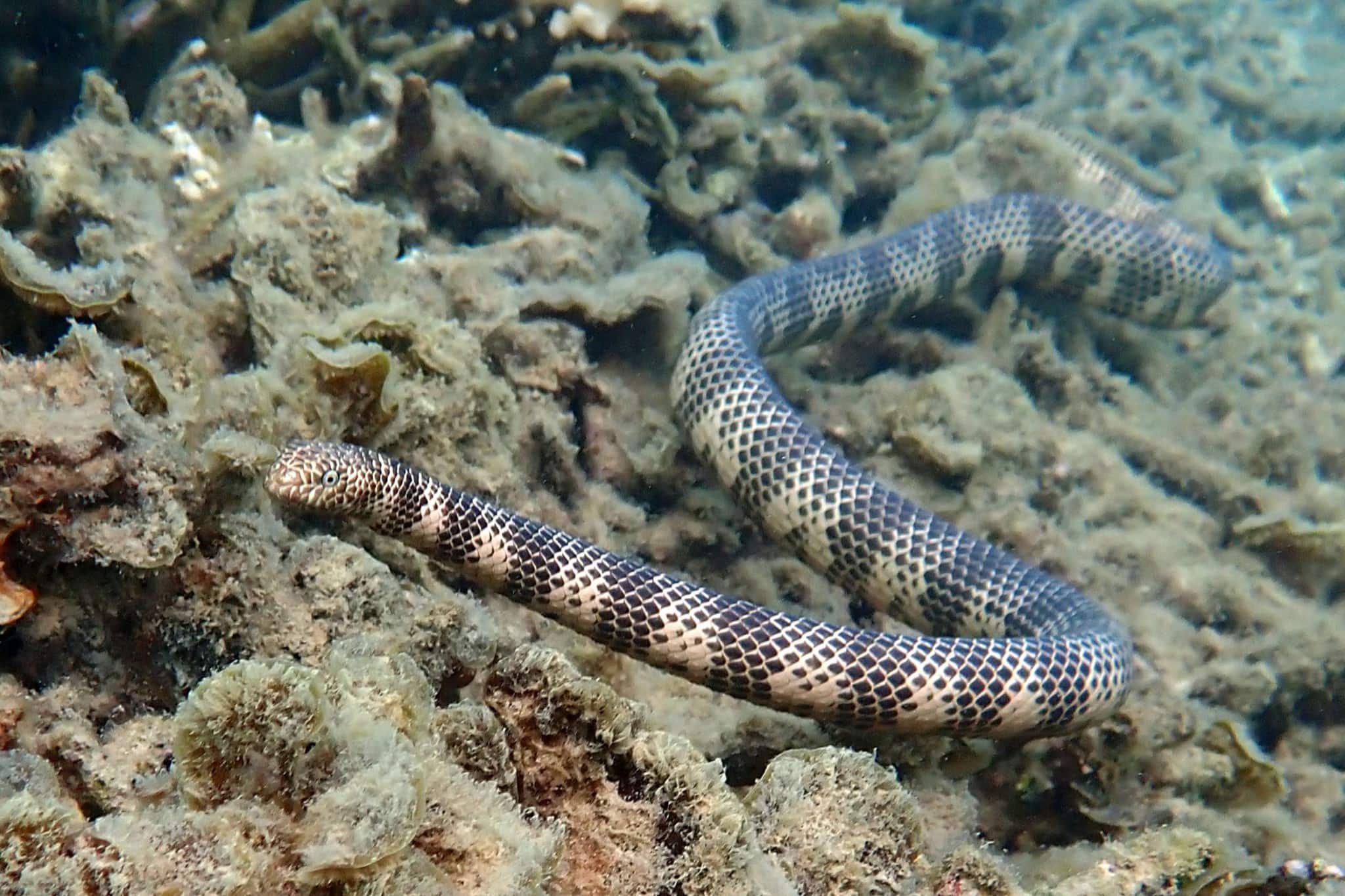 17-surprising-facts-about-dubois-sea-snake