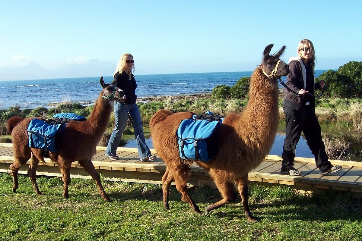 17-surprising-facts-about-llama-trekking