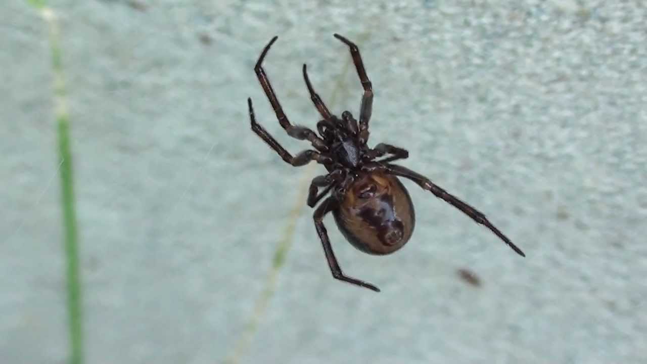 17-surprising-facts-about-northern-cobweb-spider