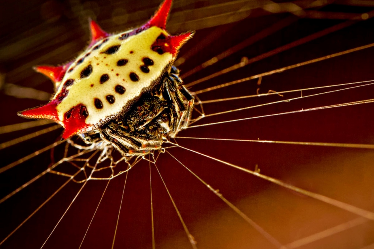 17-surprising-facts-about-spiny-backed-orbweaver