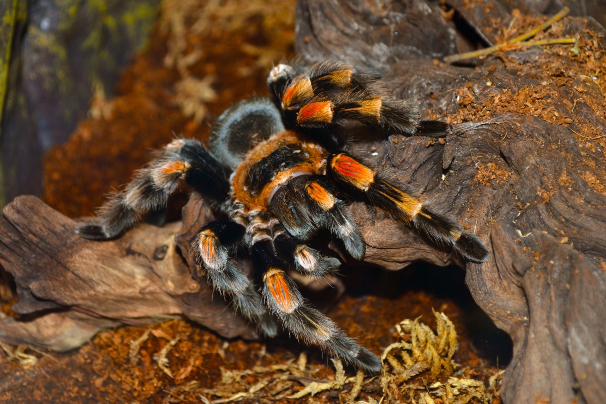 17-surprising-facts-about-tarantula-keeping