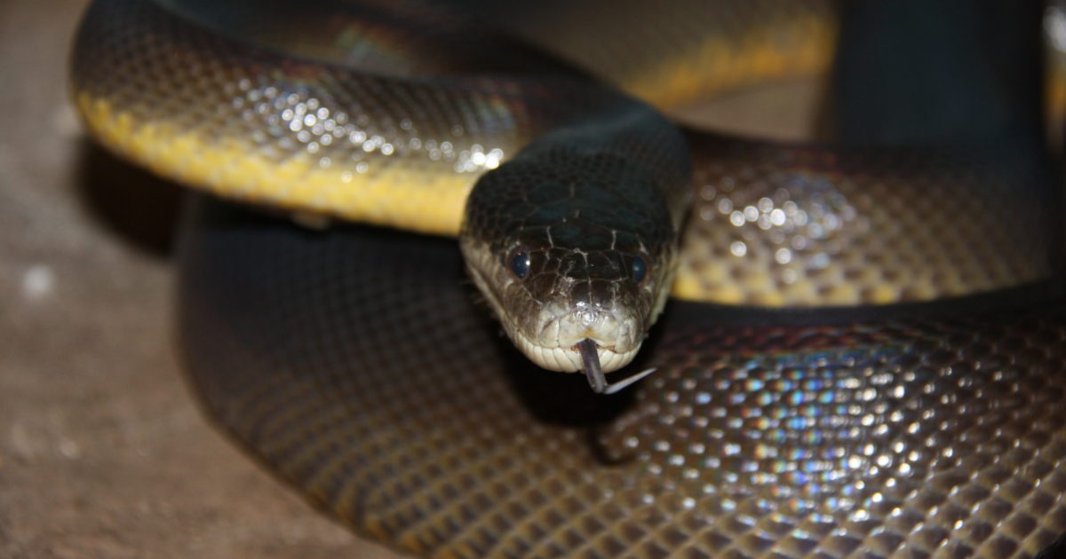 17-surprising-facts-about-water-python