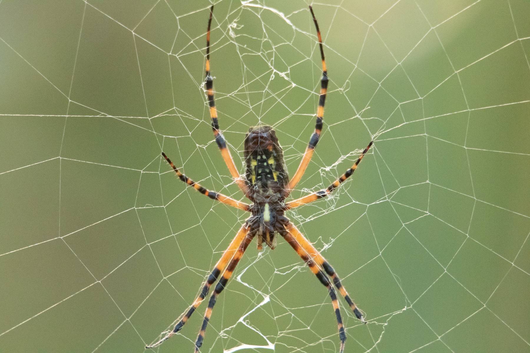 17-unbelievable-facts-about-golden-silk-spider