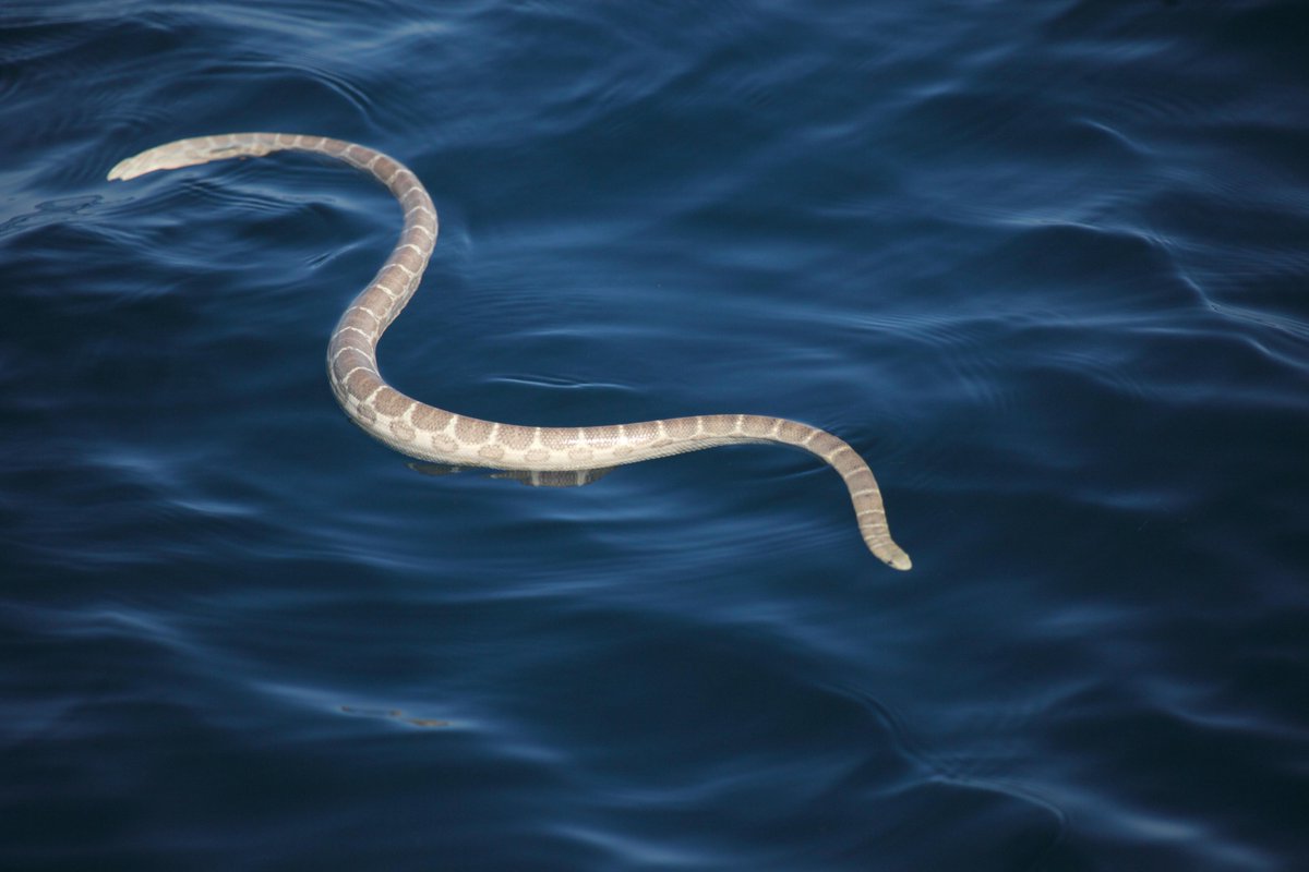 17 Surprising Facts About Dubois' Sea Snake - Facts.net