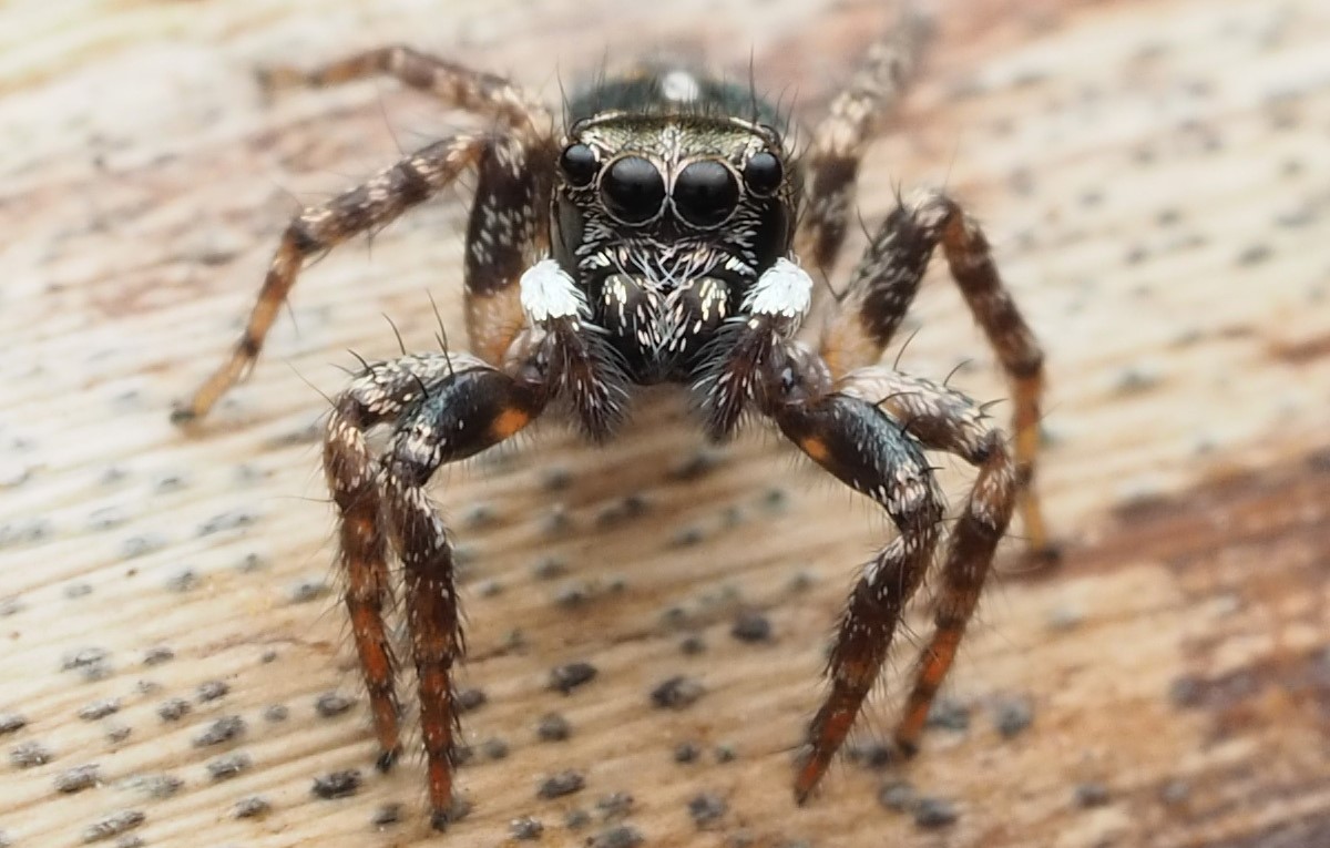 18-astonishing-facts-about-twin-flagged-jumping-spider