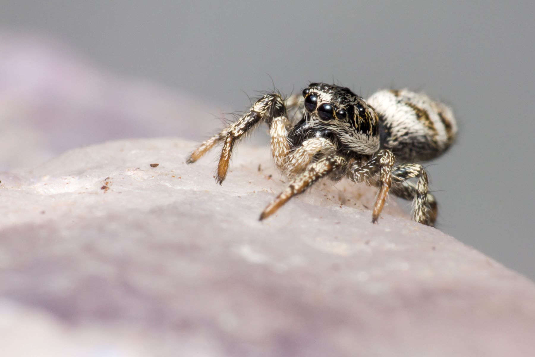 18-astonishing-facts-about-zebra-jumping-spider