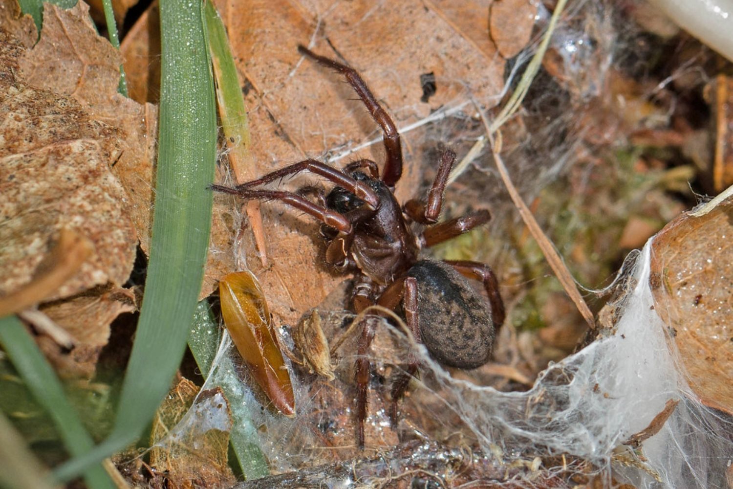 18-astounding-facts-about-leaf-litter-spider
