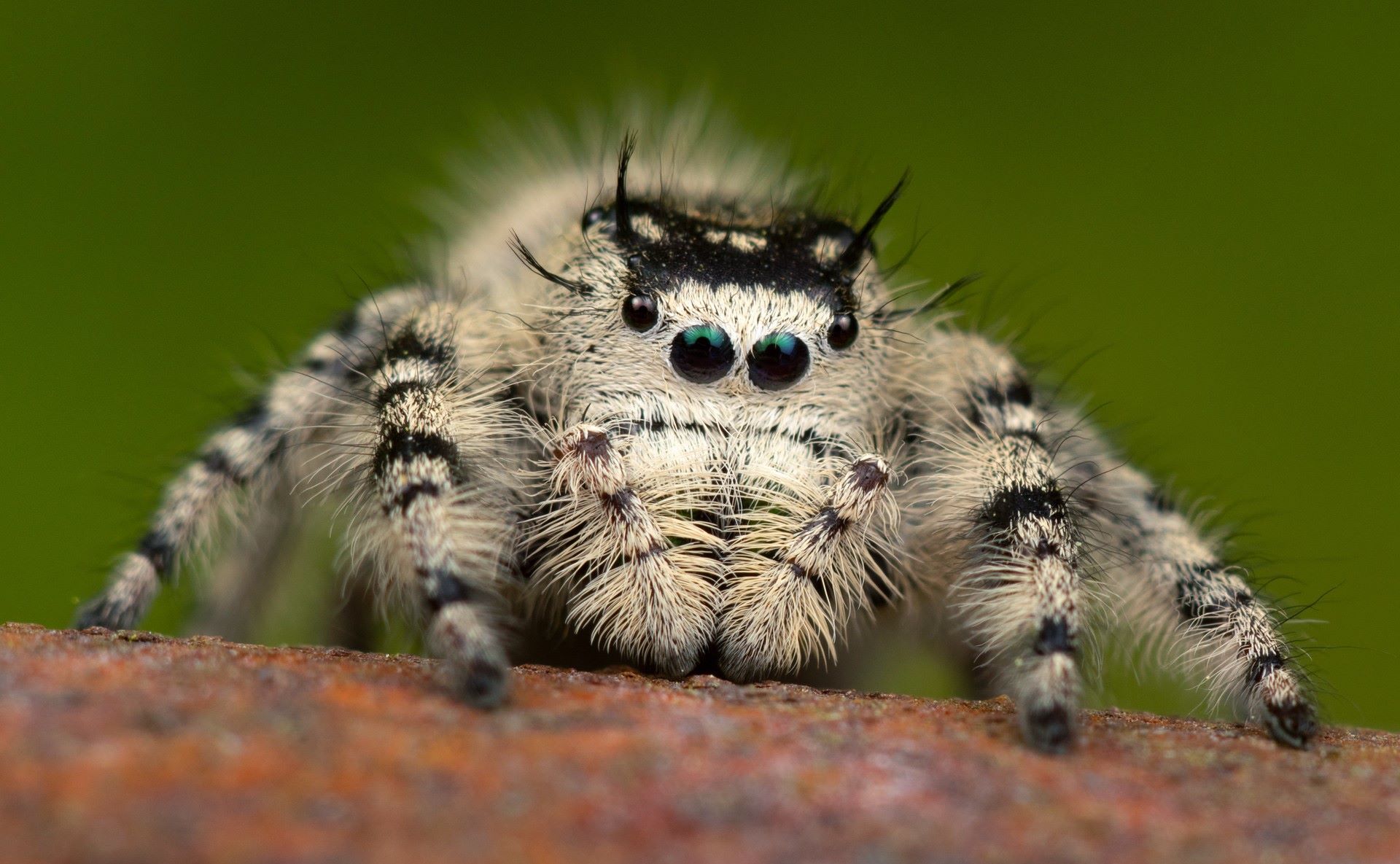 18-captivating-facts-about-canopy-jumping-spider