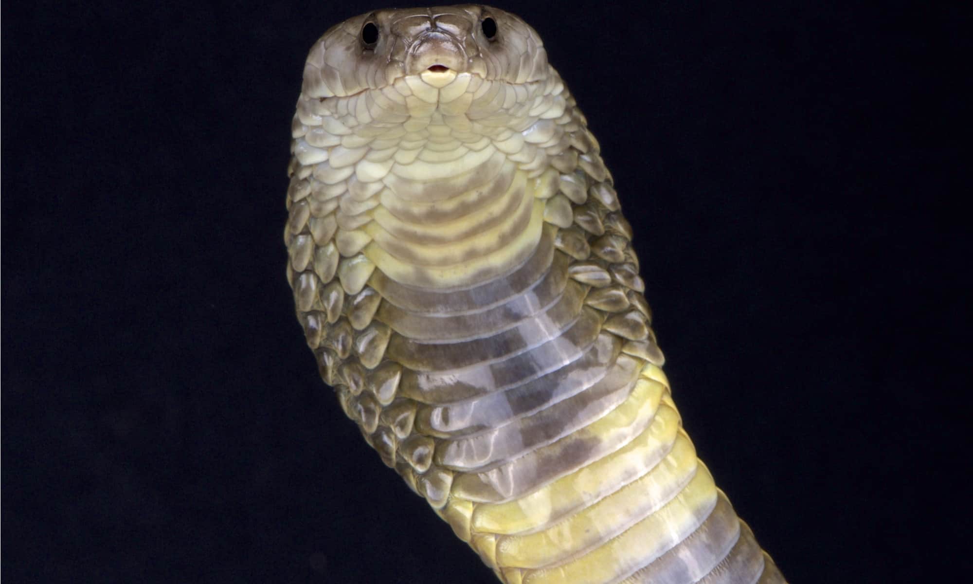 18-captivating-facts-about-caspian-cobra