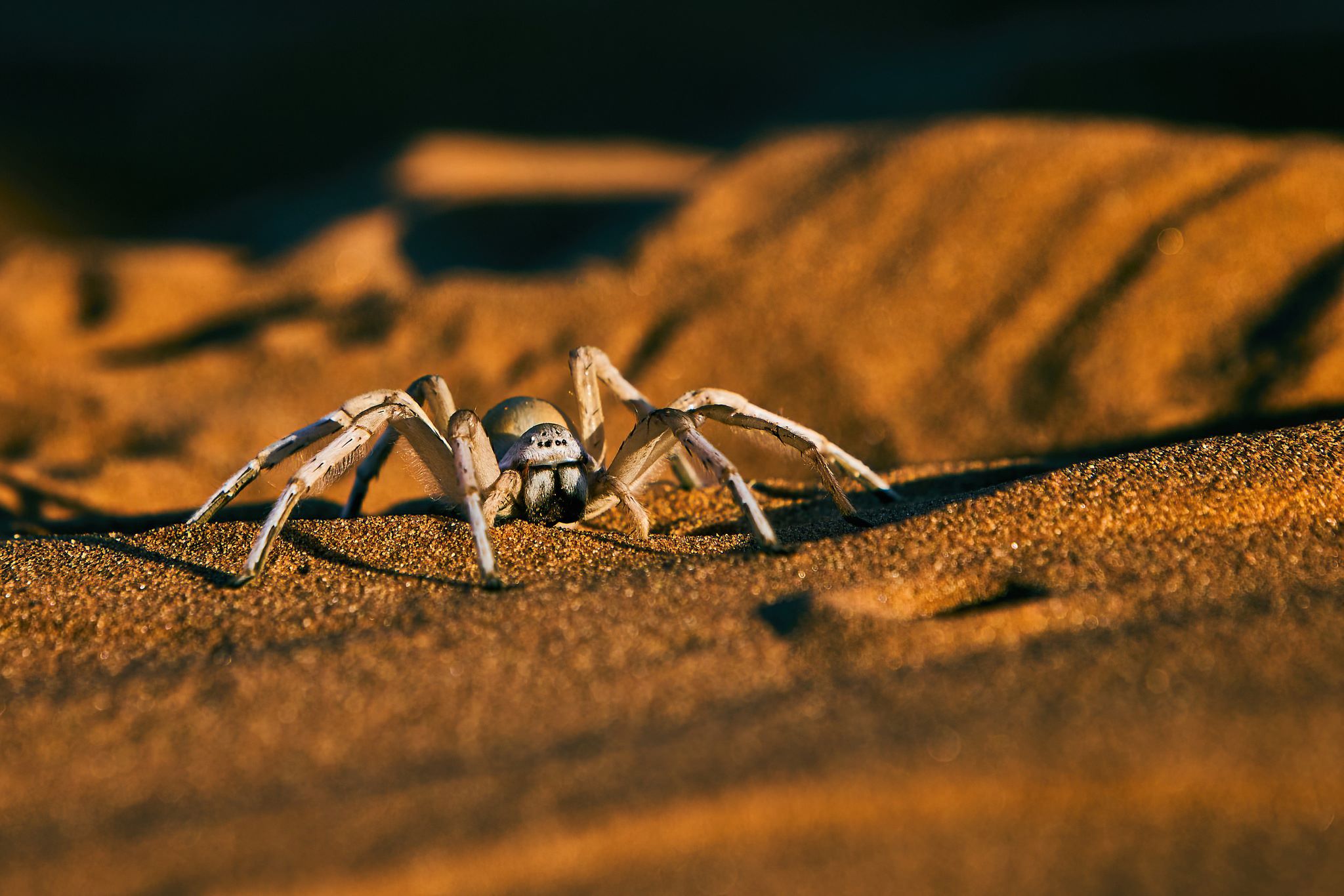 18-captivating-facts-about-golden-wheel-spider