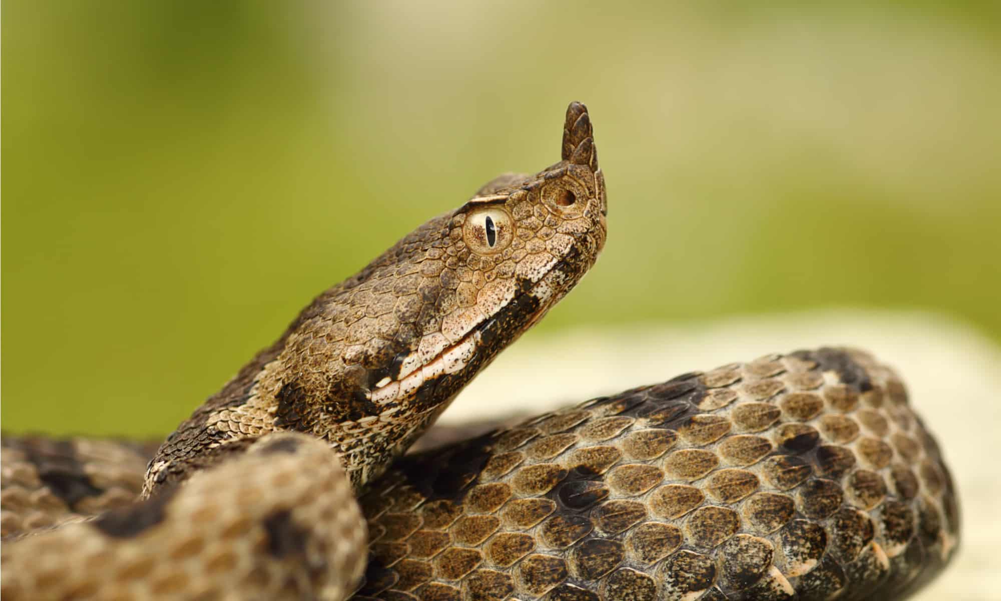 18-captivating-facts-about-long-nosed-viper